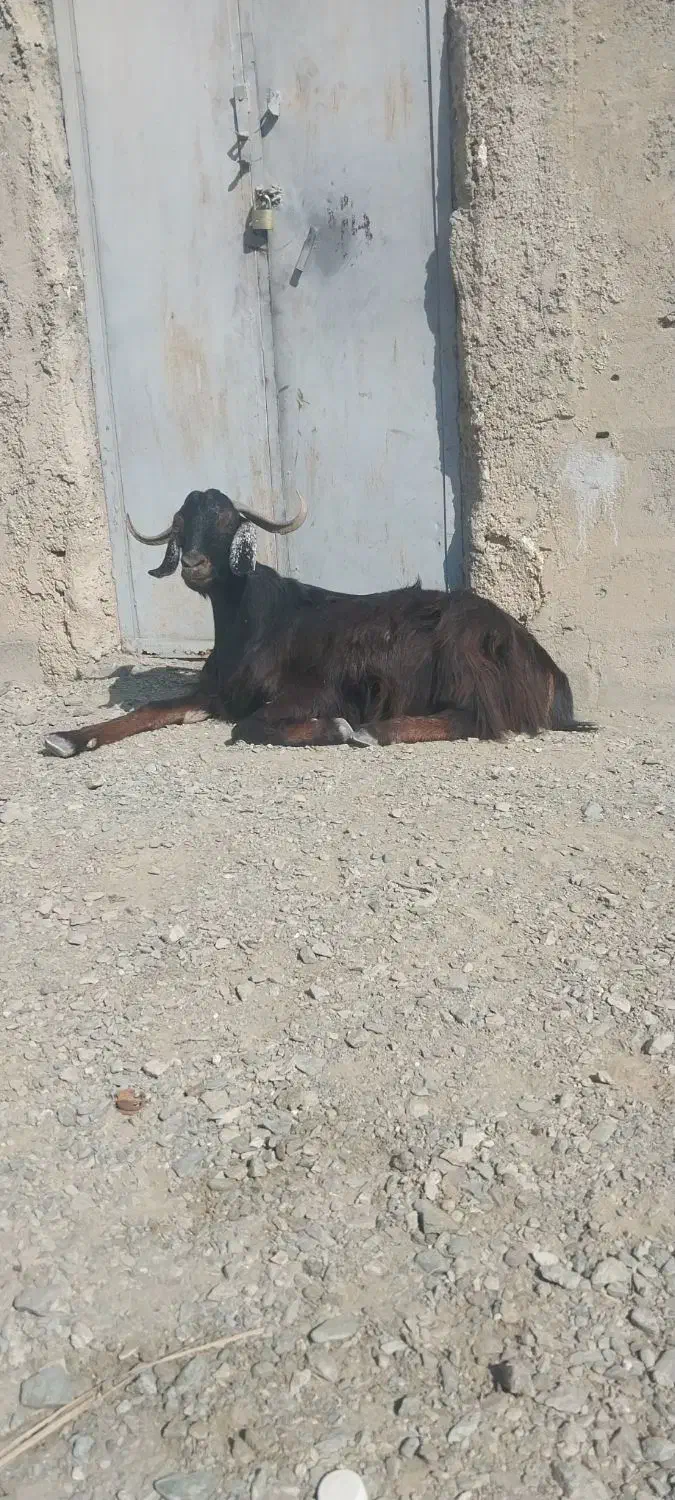 حیوانات مزرعه|حیوانات مزرعه|کهنوج, |دیوار