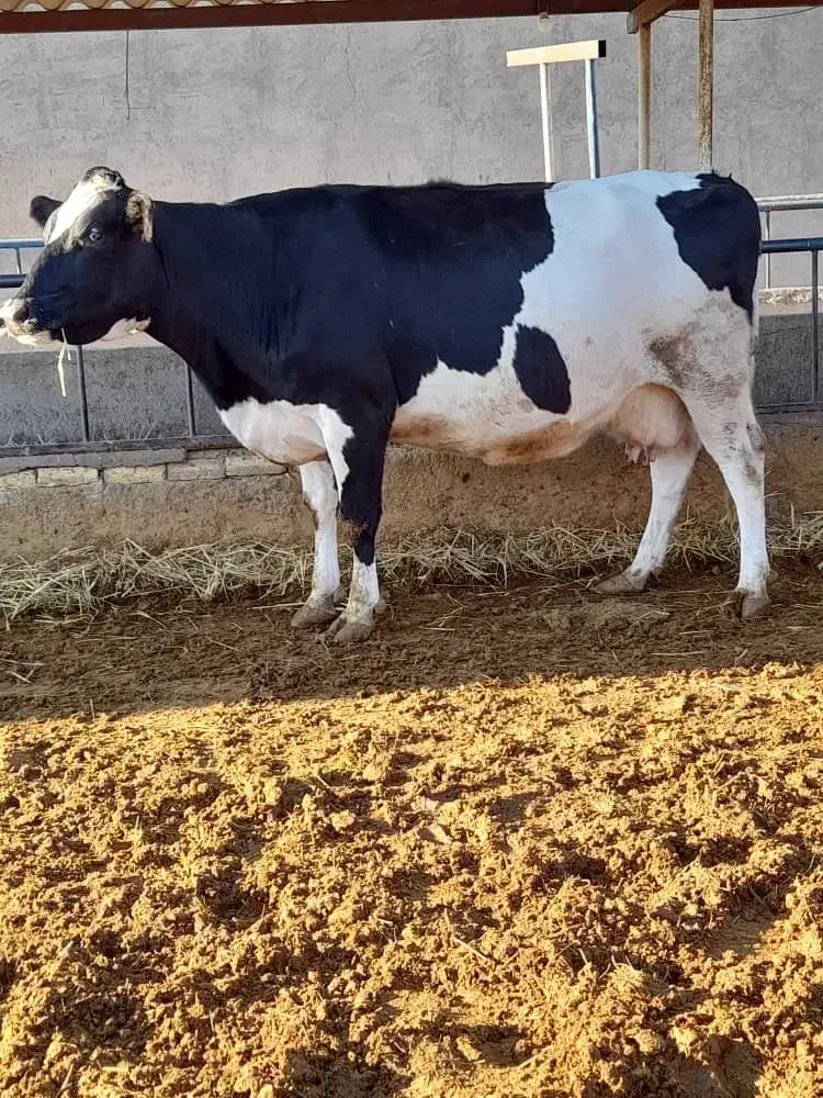 گاو شیری صنعتی آبستن سنگین|حیوانات مزرعه|دامغان, |دیوار