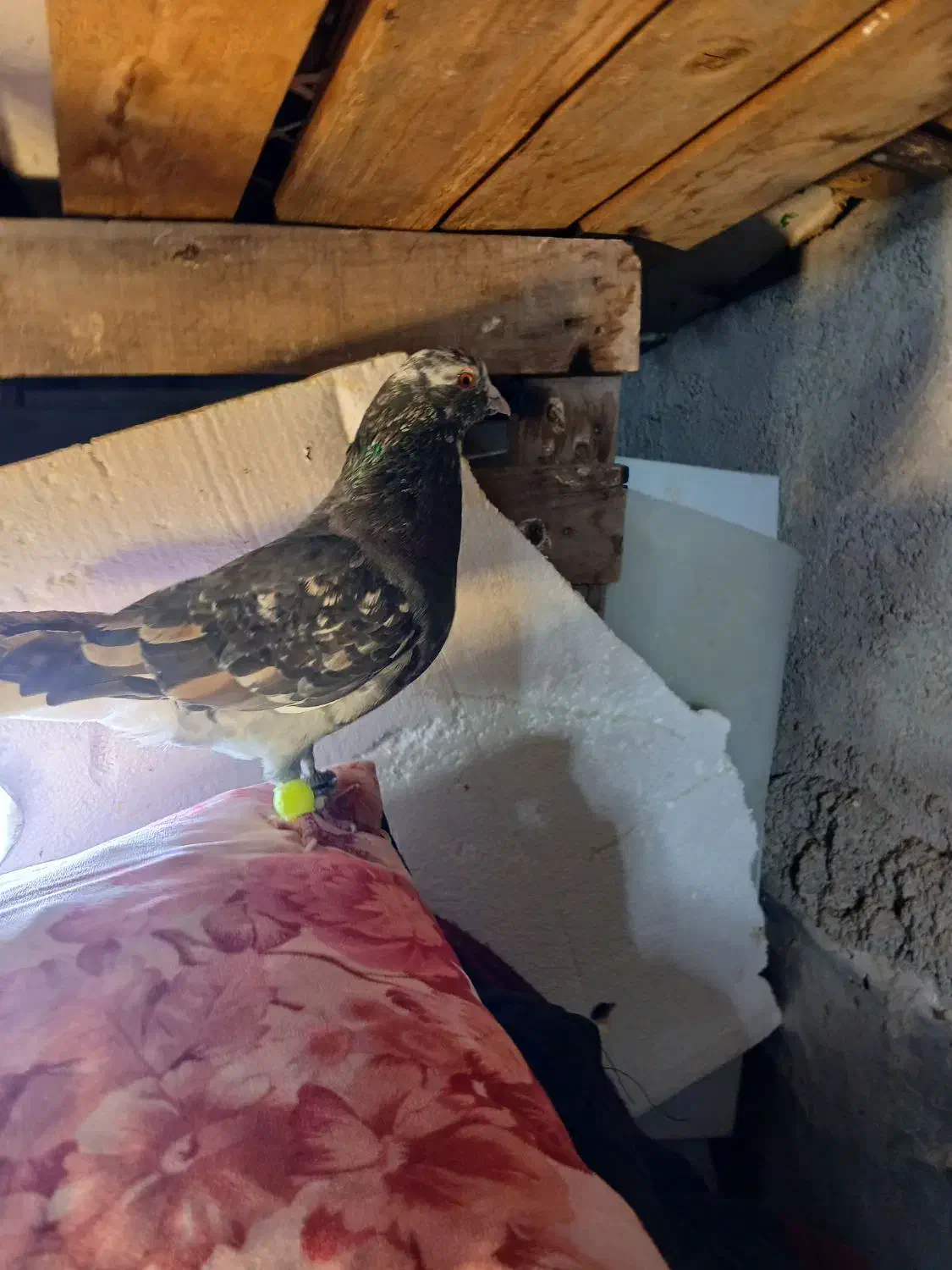 کوهی دوم سفید شرطی جوان|پرنده|اهواز, سید خلف|دیوار