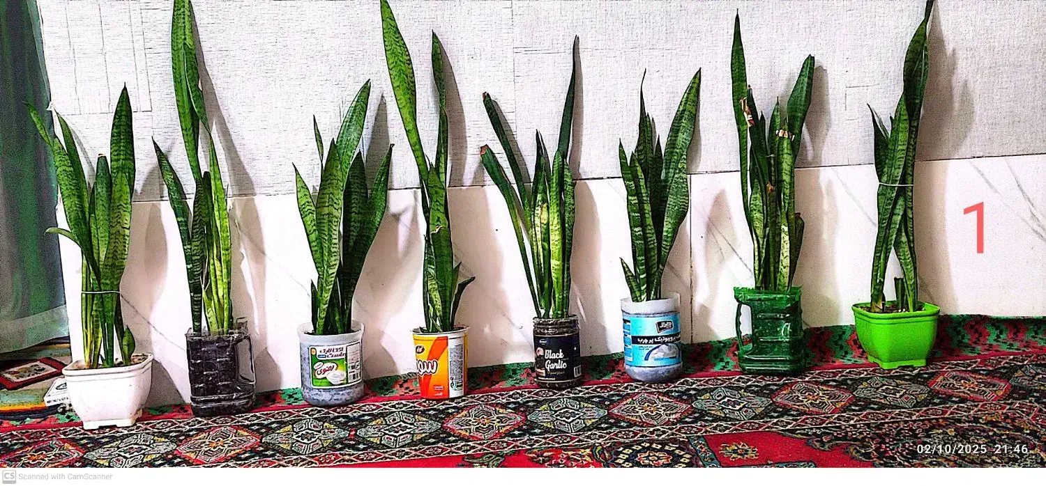 گل سانسوریا زیبا و قشنگ|گل و گیاه طبیعی|زابل, |دیوار