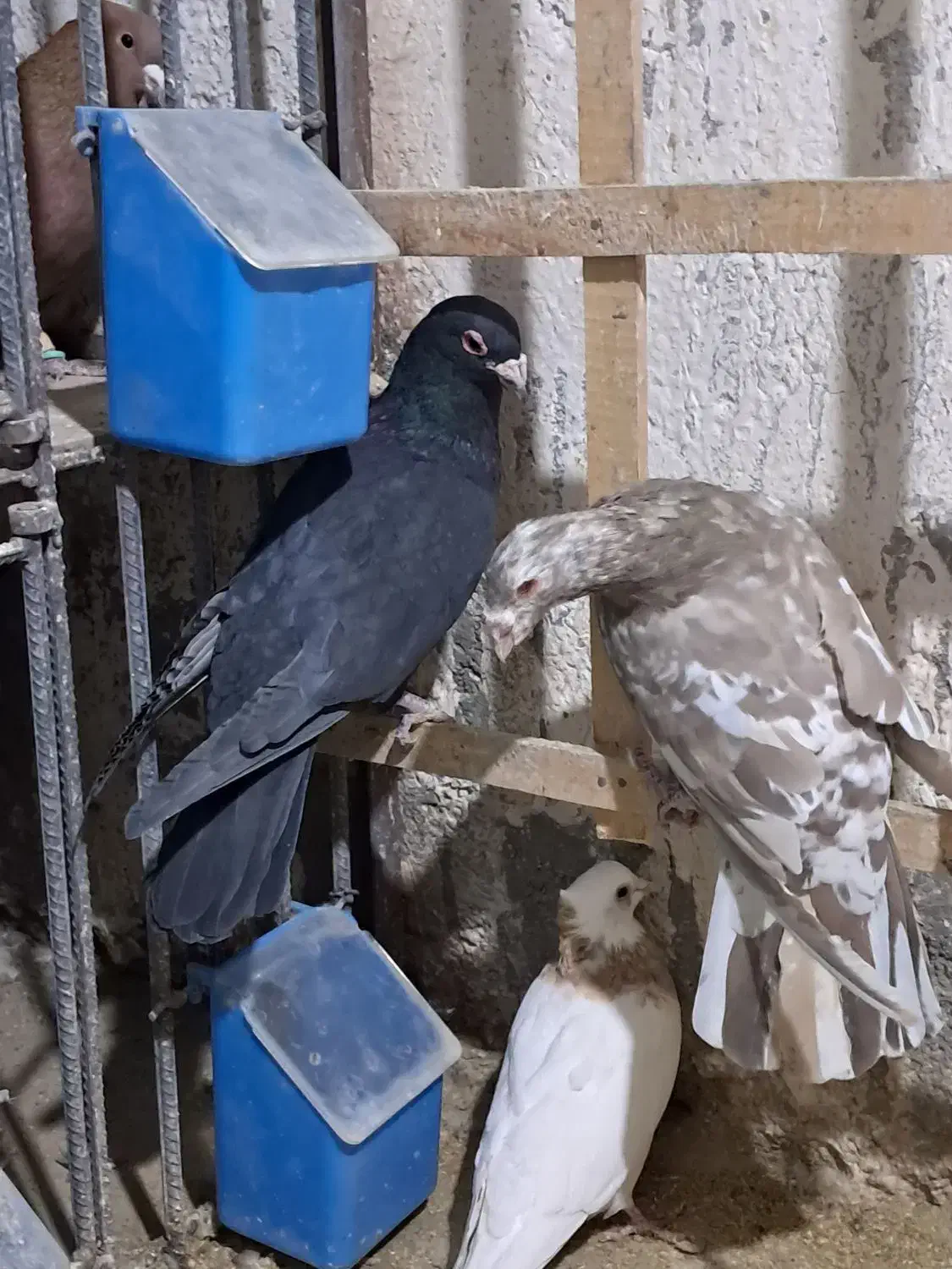 سلام چنتا حیون فروشی|پرنده|تربتحیدریه, حاجی یار|دیوار