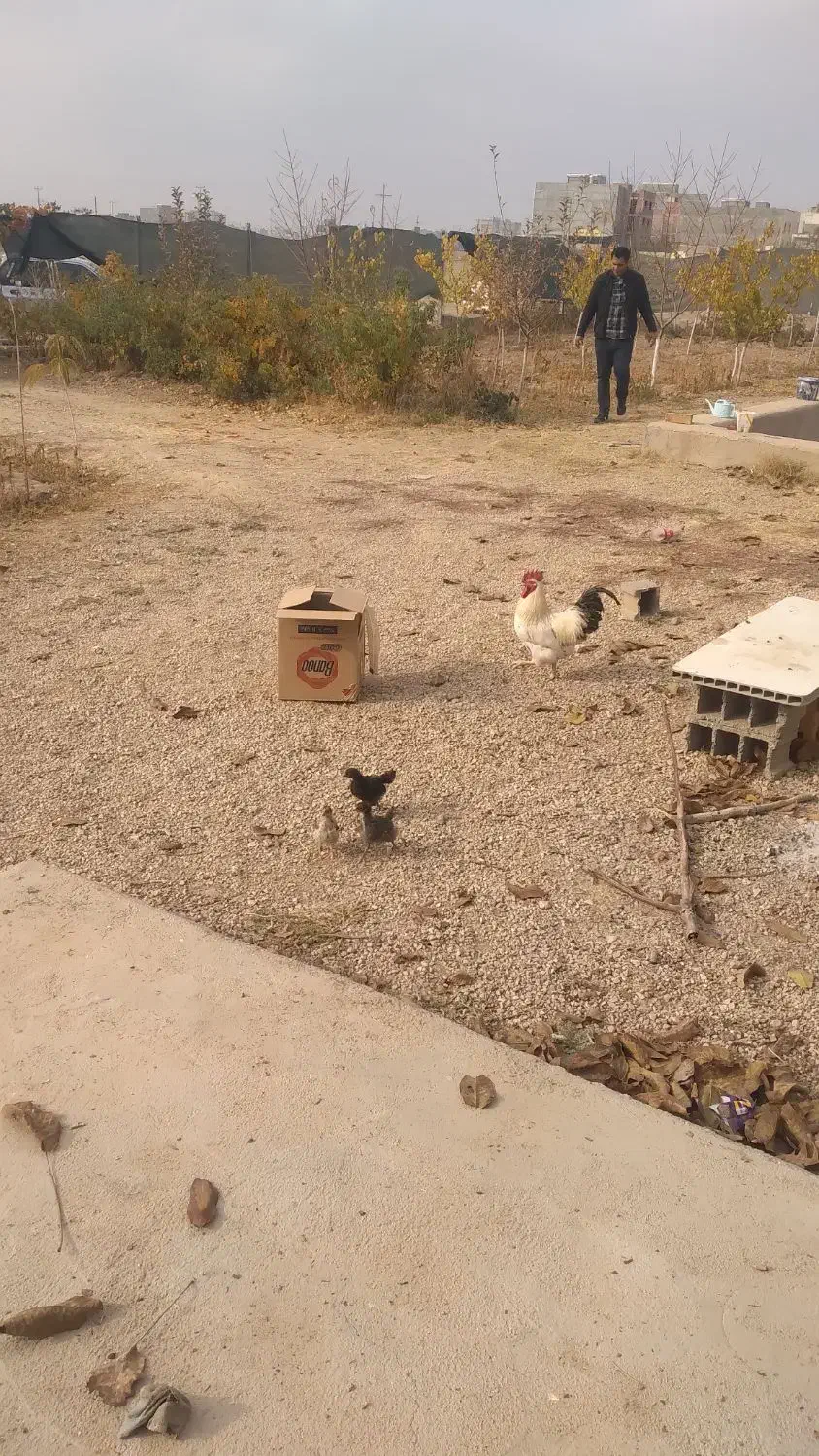 فروش مرغ و خروس|حیوانات مزرعه|بجنورد, |دیوار