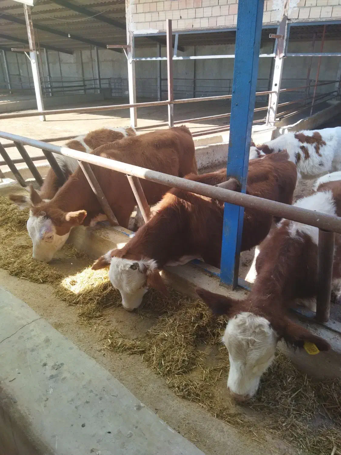 گوساله نر سیمنتال درجه یک|حیوانات مزرعه|کرج, فاز ۴ مهرشهر|دیوار