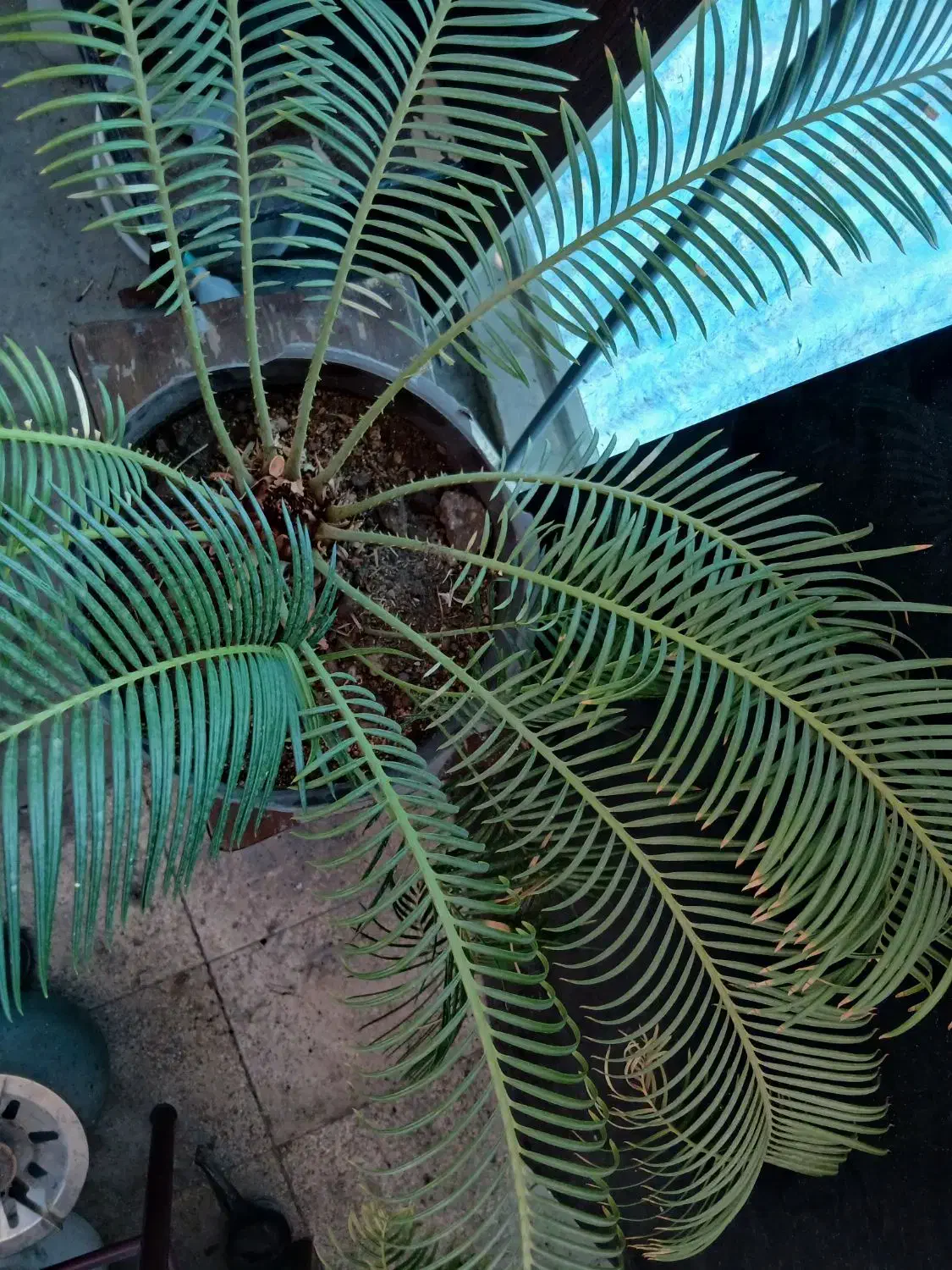 نخل زینتی|گل و گیاه طبیعی|اصفهان, کوی امام|دیوار