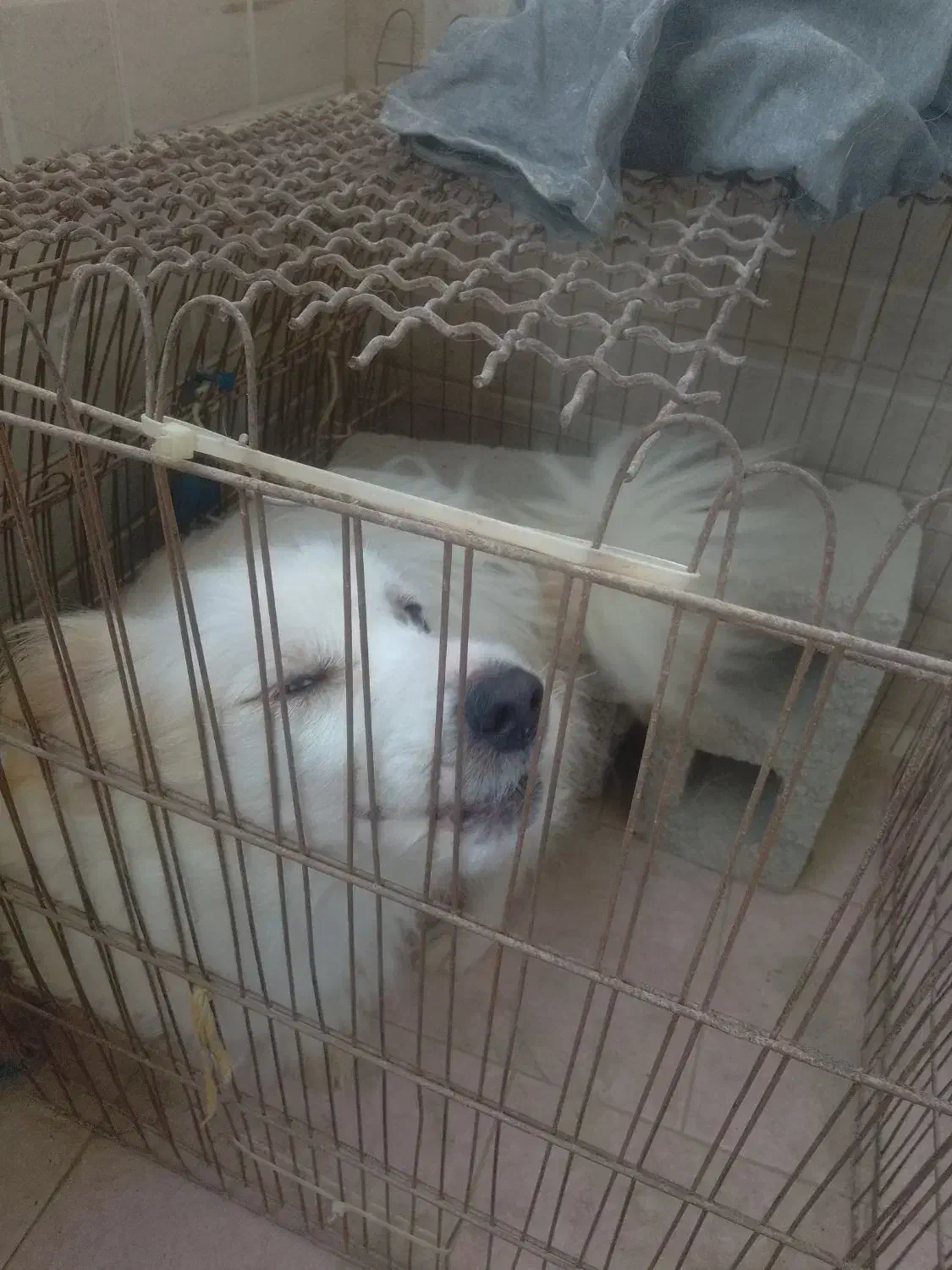 سگ بسیار مهربان حرف گوش کن|سگ|قشم, |دیوار