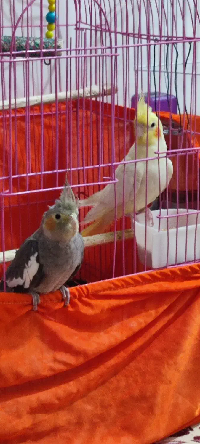 جوجه عروس هلندی سخنگو|پرنده|اهر, |دیوار