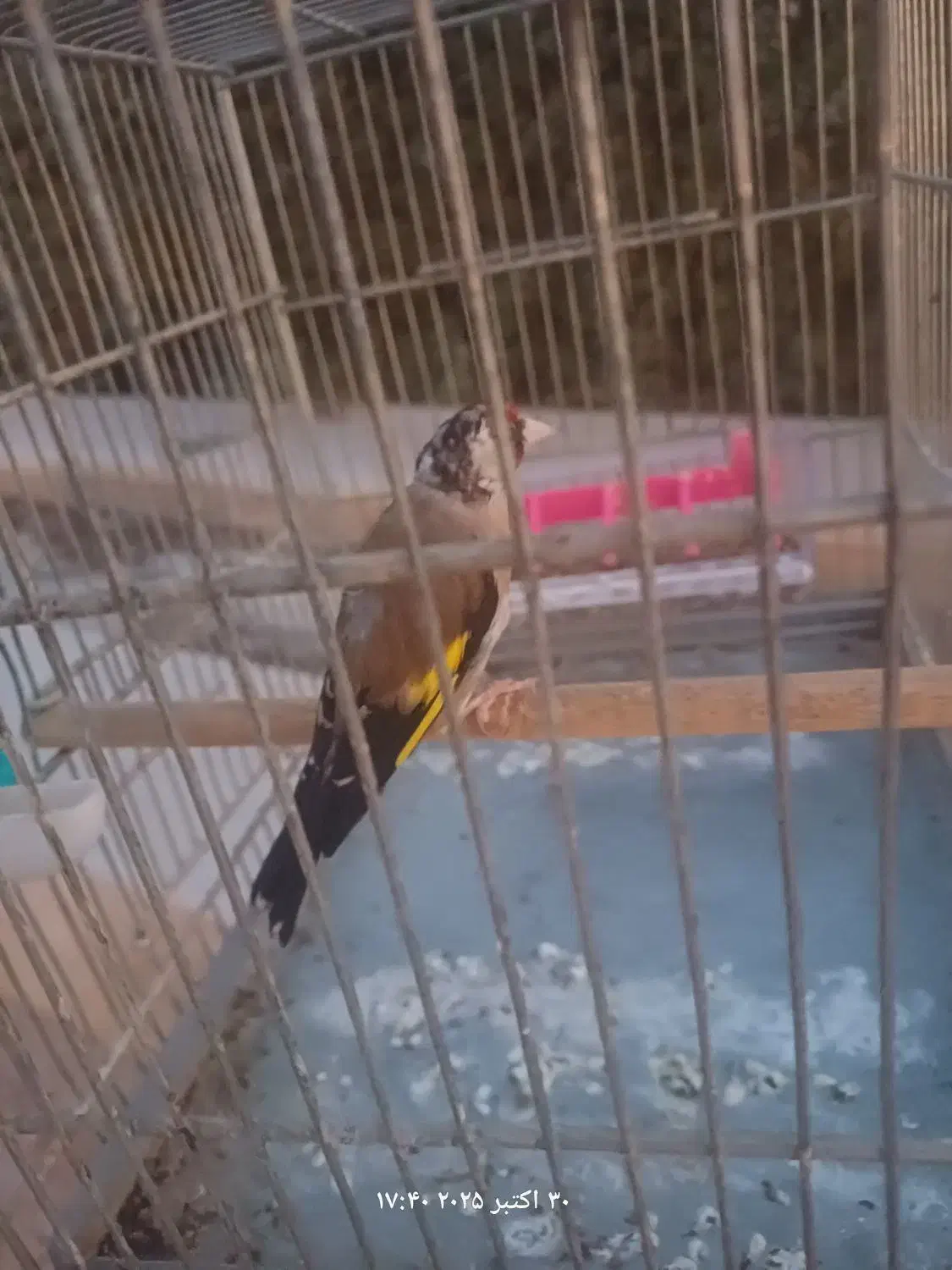 سهره سرسیاه درشت و دم قاشقی تازه صاف دهن زن.|پرنده|برازجان, |دیوار