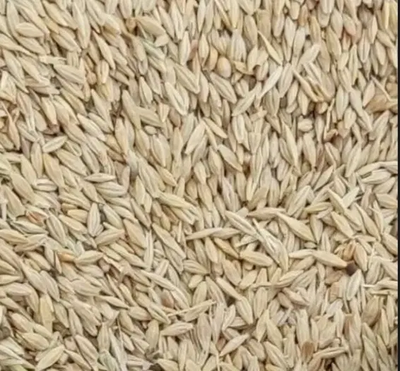 جو آبی|خدمات باغبانی و درختکاری|سیدآباد, |دیوار
