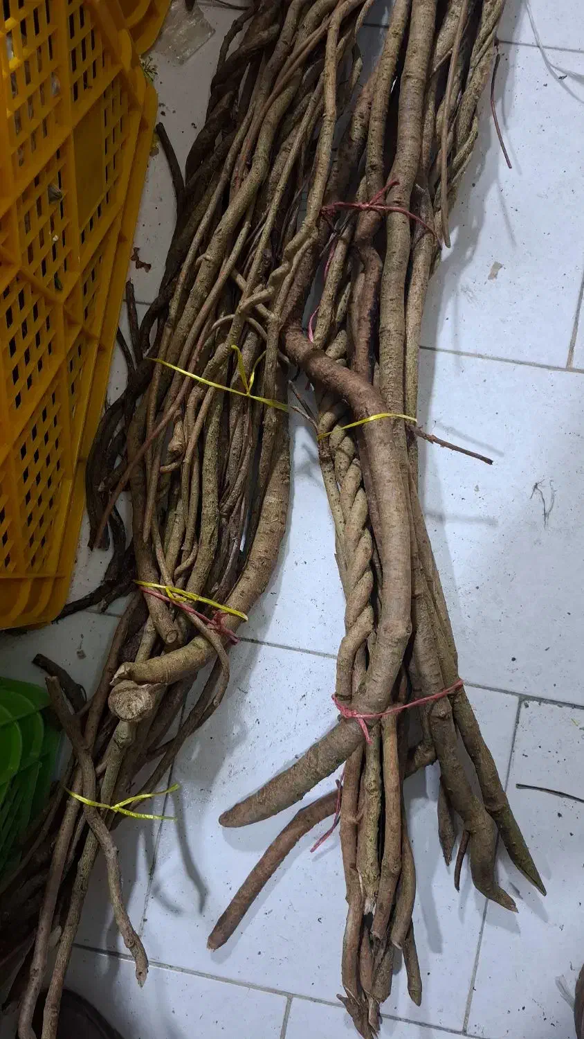 شاخه های درخت چنگل جنگلی|خدمات باغبانی و درختکاری|رشت, چله خانه|دیوار