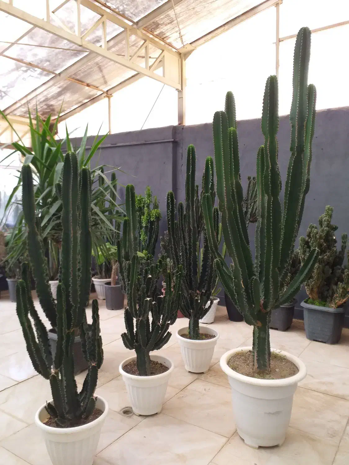 تخفیف بلک فراید گلخونه اسپلنت|گل و گیاه طبیعی|مشهد, شهرک صنعتی توس|دیوار