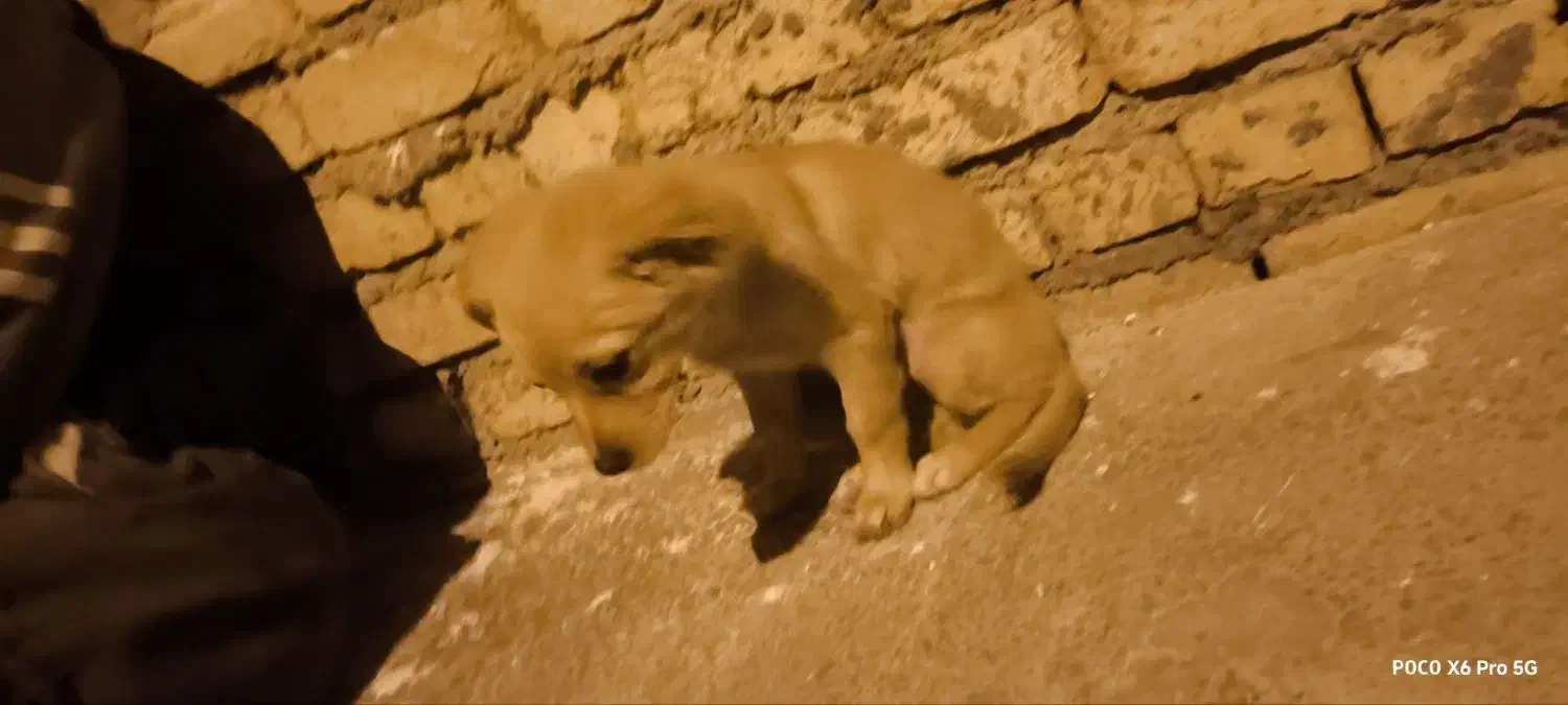 سگ پامر 6ماهه|سگ|ابریشم, |دیوار