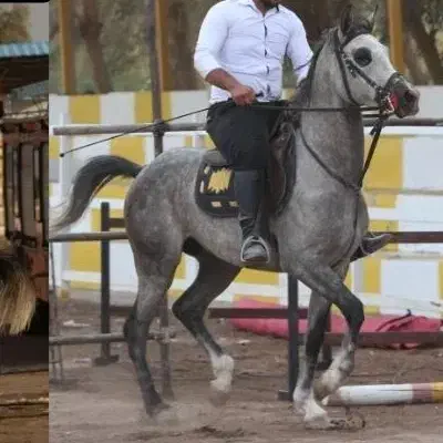 اسب سواری دار عرب مصری|اسب و تجهیزات اسب‌سواری|نرماشیر, |دیوار