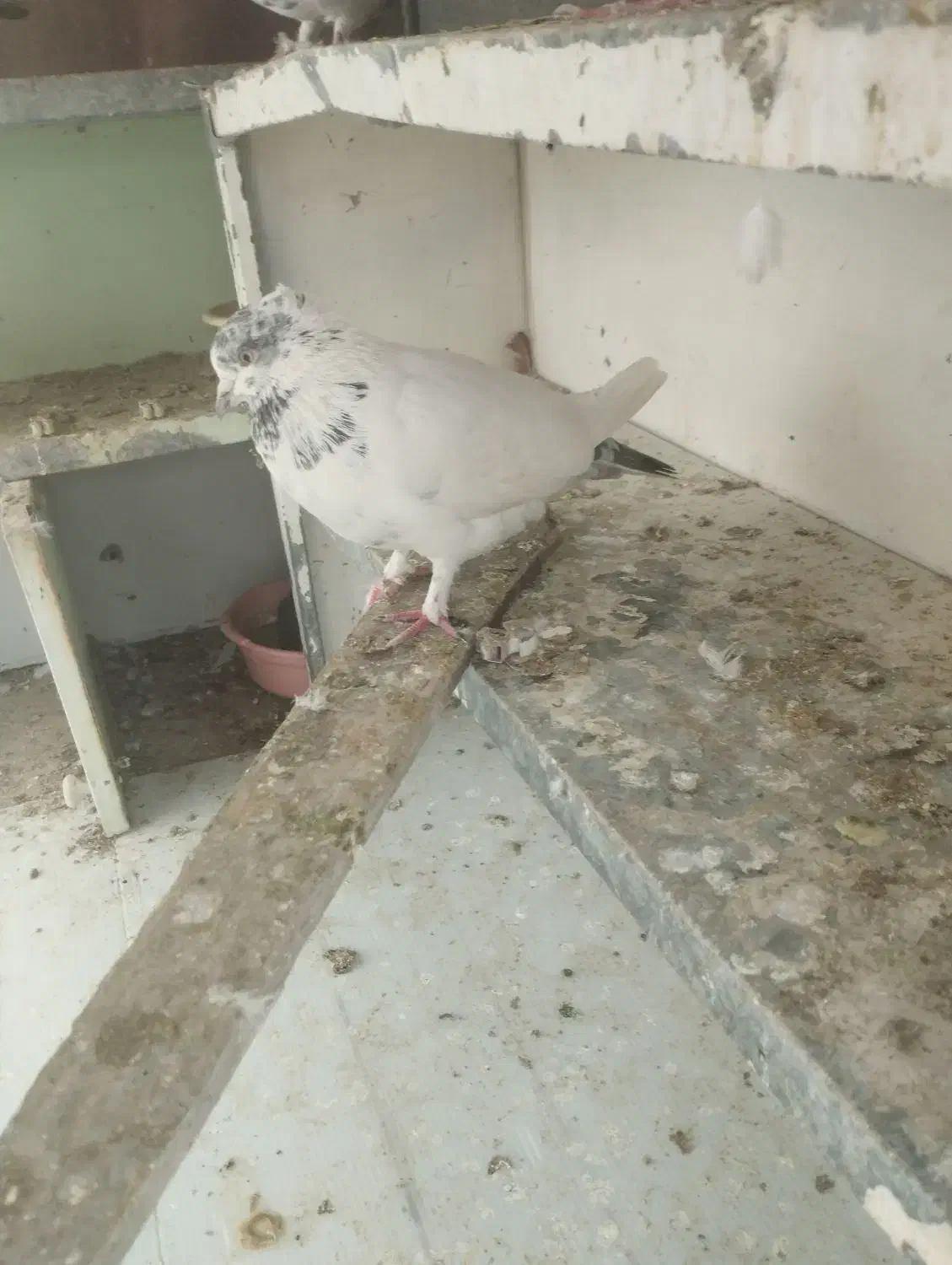 یه جفت کله دم سبز ازهرنظر عالی|پرنده|شهریار, رزکان|دیوار