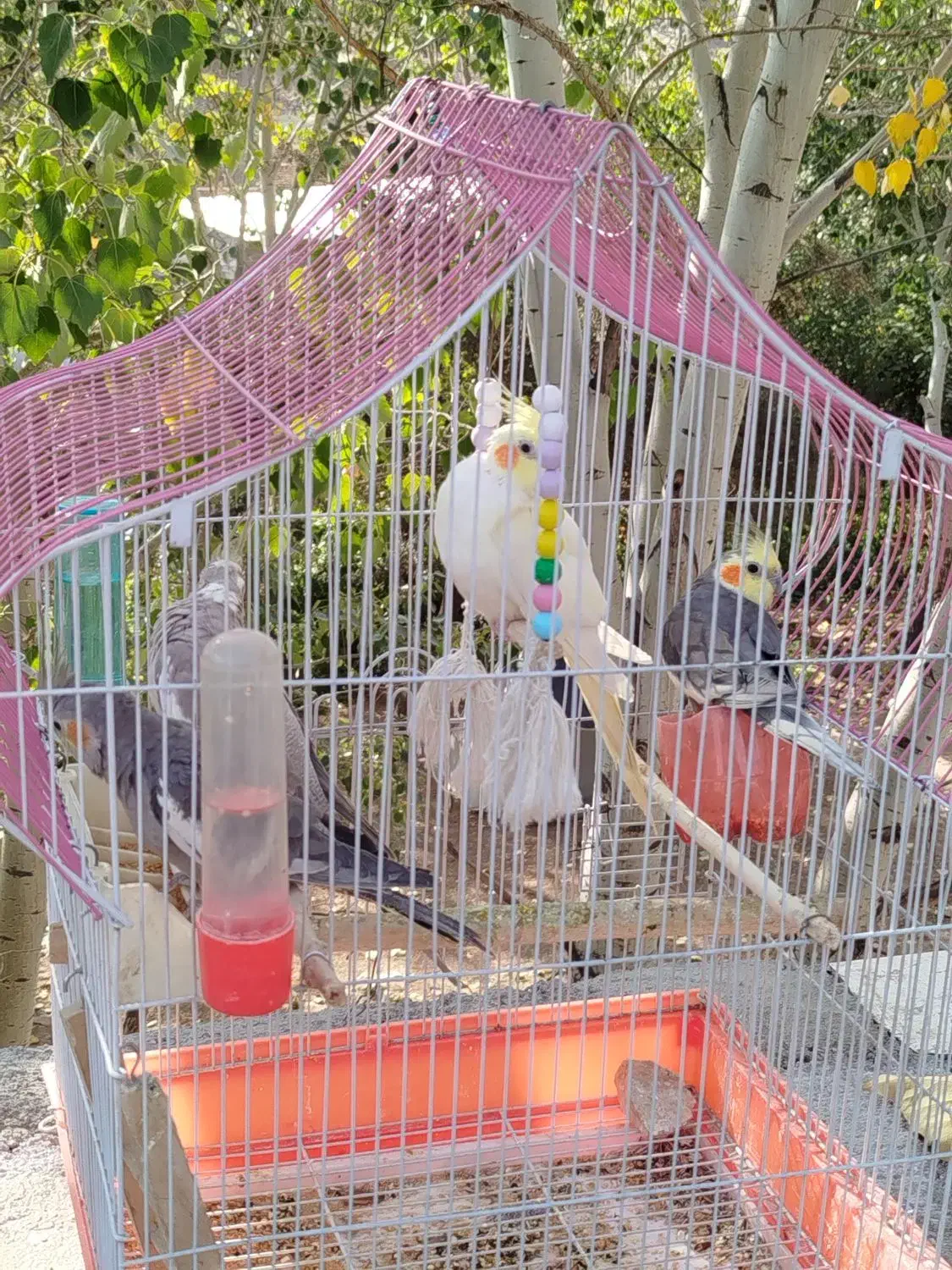 عروس هلندی|پرنده|بومهن, |دیوار