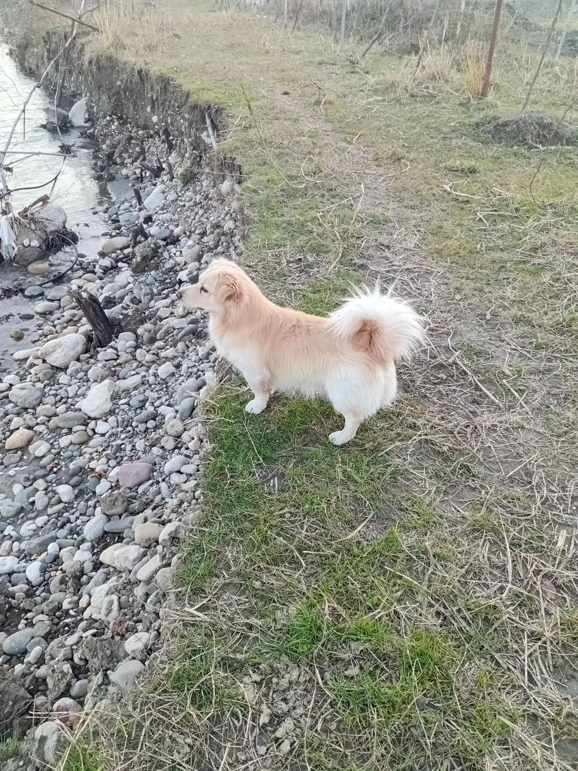 سگ سگ|سگ|چالوس, |دیوار