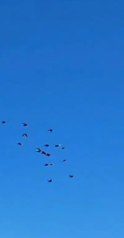 اب دونه چاشنی یکسرشال پریدن حرفه ای کفتر.|پرنده|کرمان, |دیوار