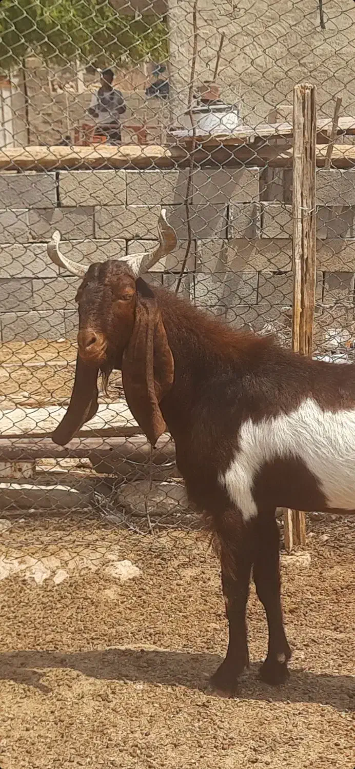 فروش‌چپش.نر‌اسراییلی|حیوانات مزرعه|شیراز, شهرک صنعتی شیراز|دیوار