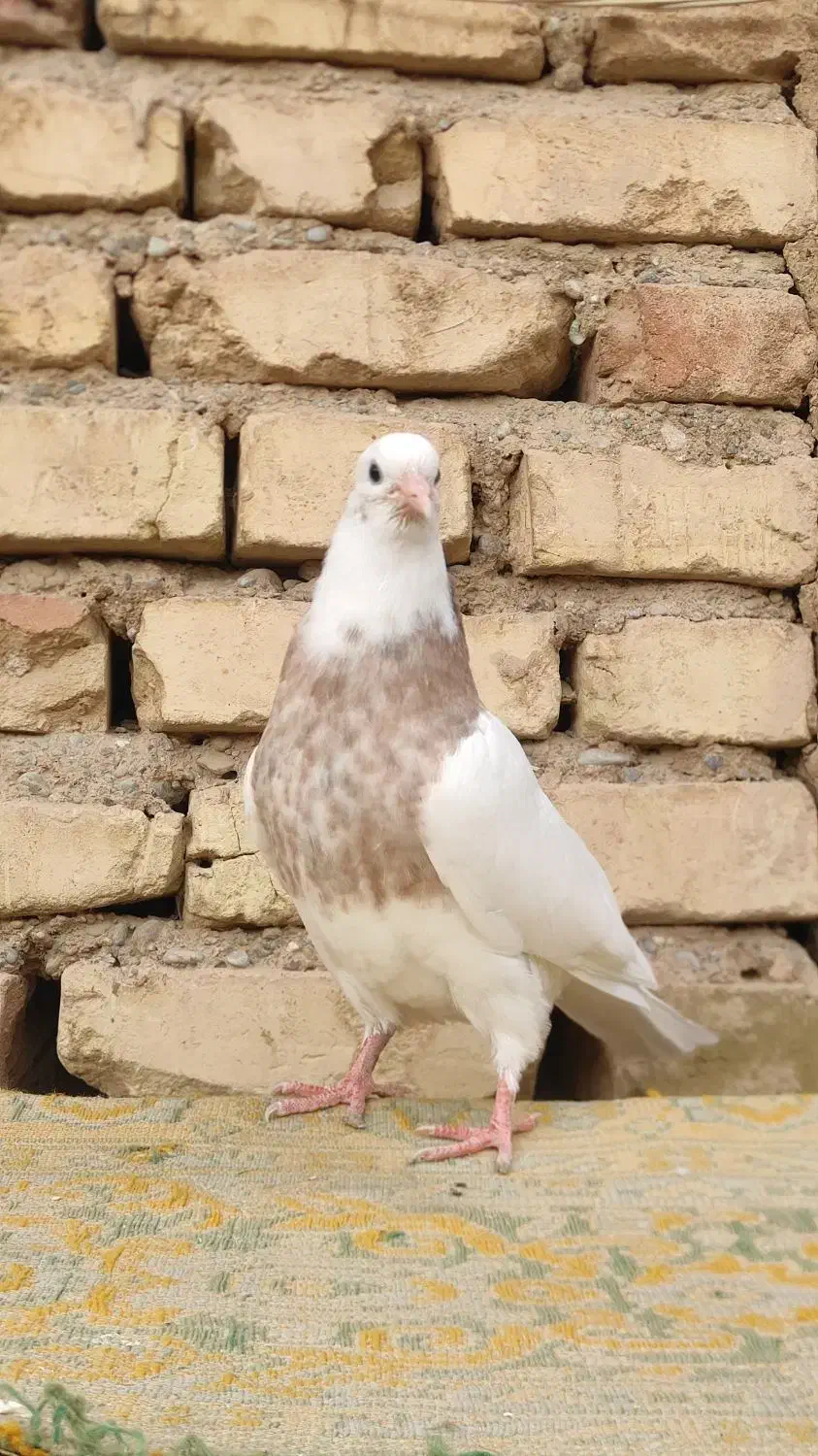 طوقی نر|پرنده|شهرضا, |دیوار