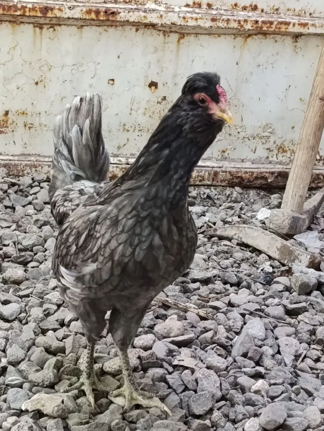 تخم مرغ نطفه دارگلین چهل تاج ریشوطوسی فول بشرط|حیوانات مزرعه|زنجان, |دیوار