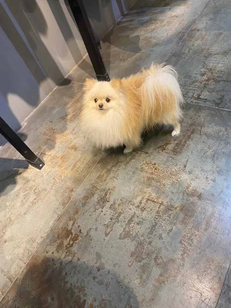 توله سگ های کوچولو موچولو خواستنی|سگ|باغستان, |دیوار