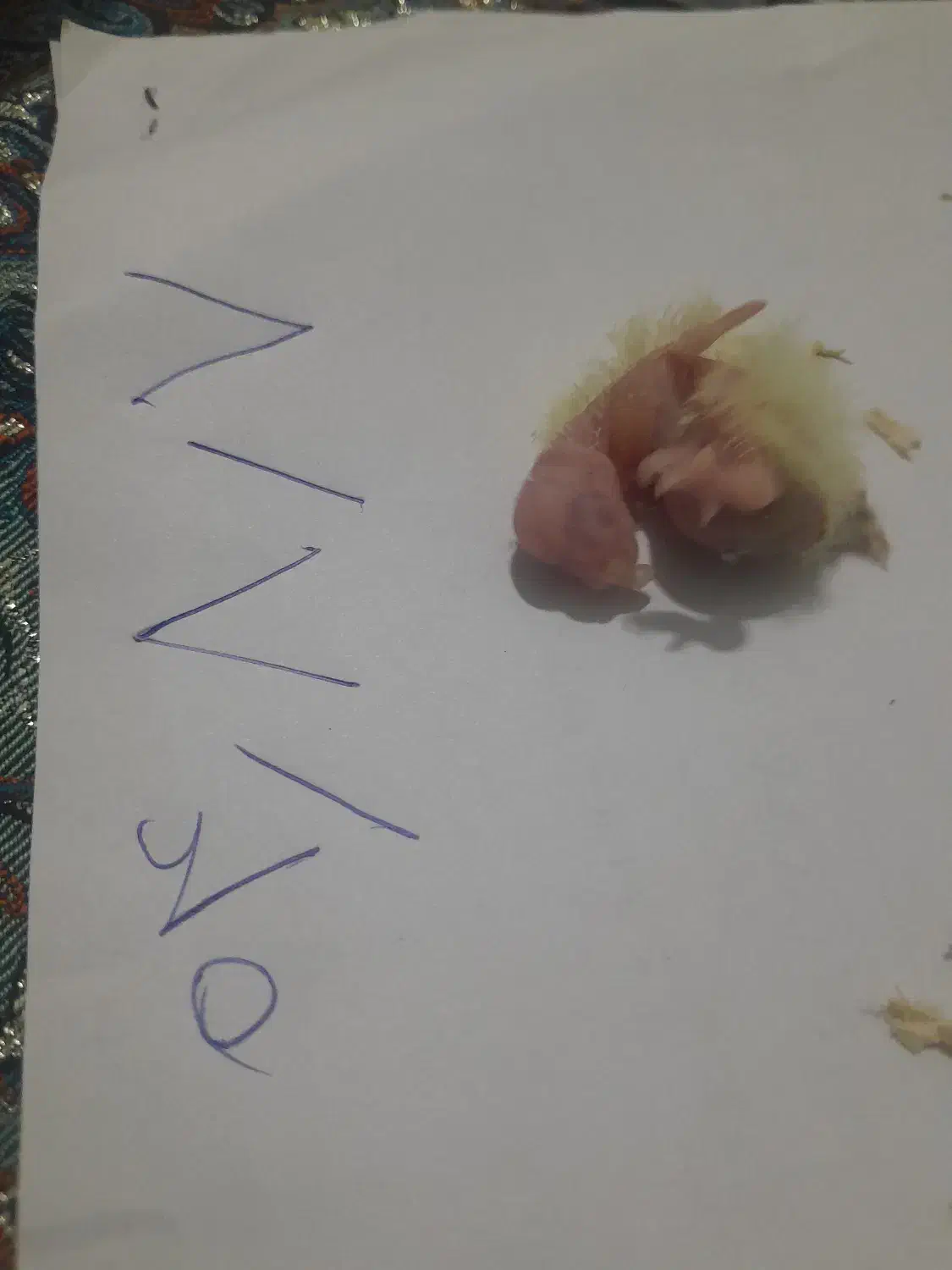 فروش ویژه عروس هلندی|پرنده|شیرگاه, |دیوار