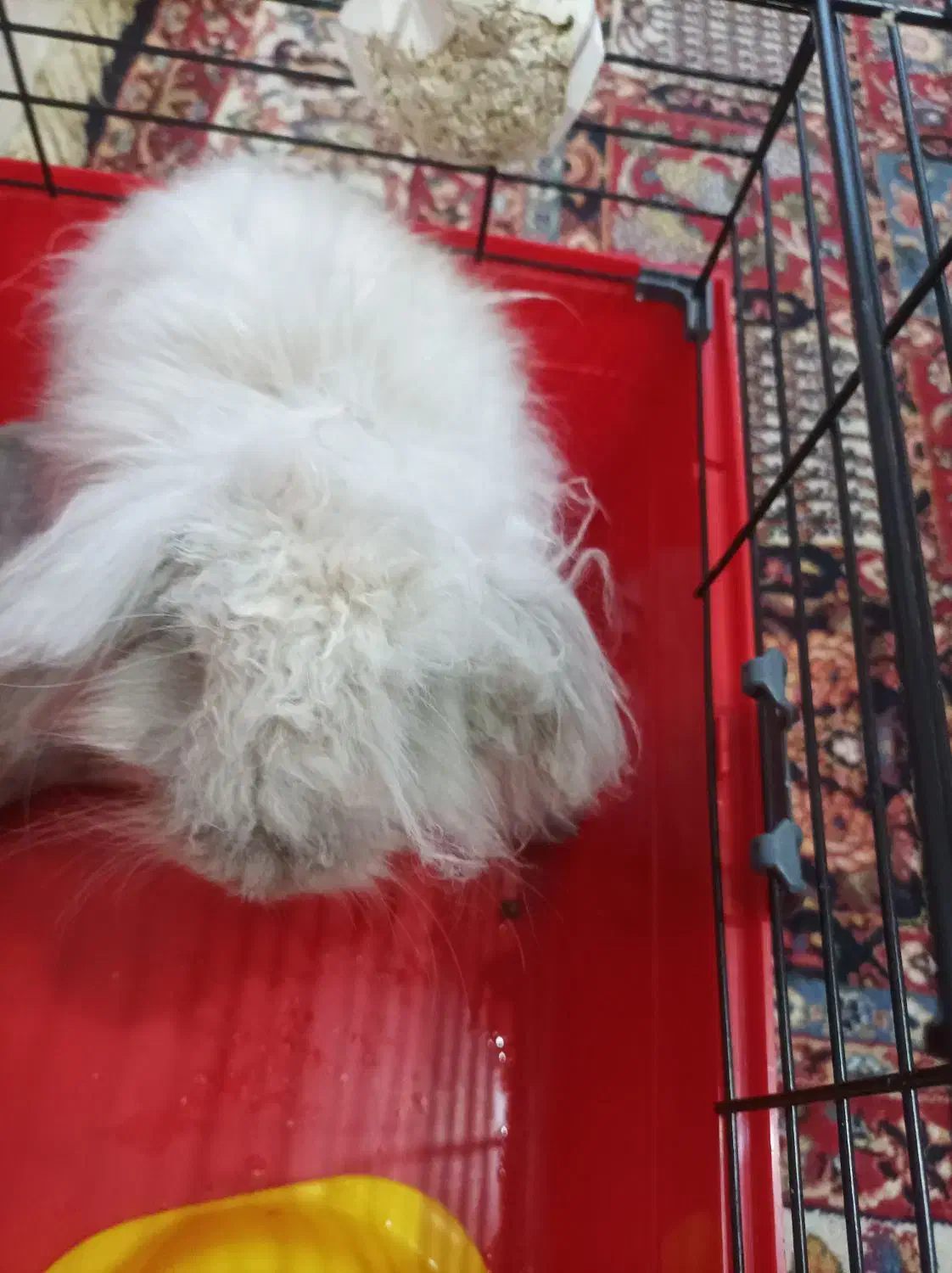 لوپ مینیاتوری زرنگ|موش و خرگوش|تهران, شهرک غرب|دیوار