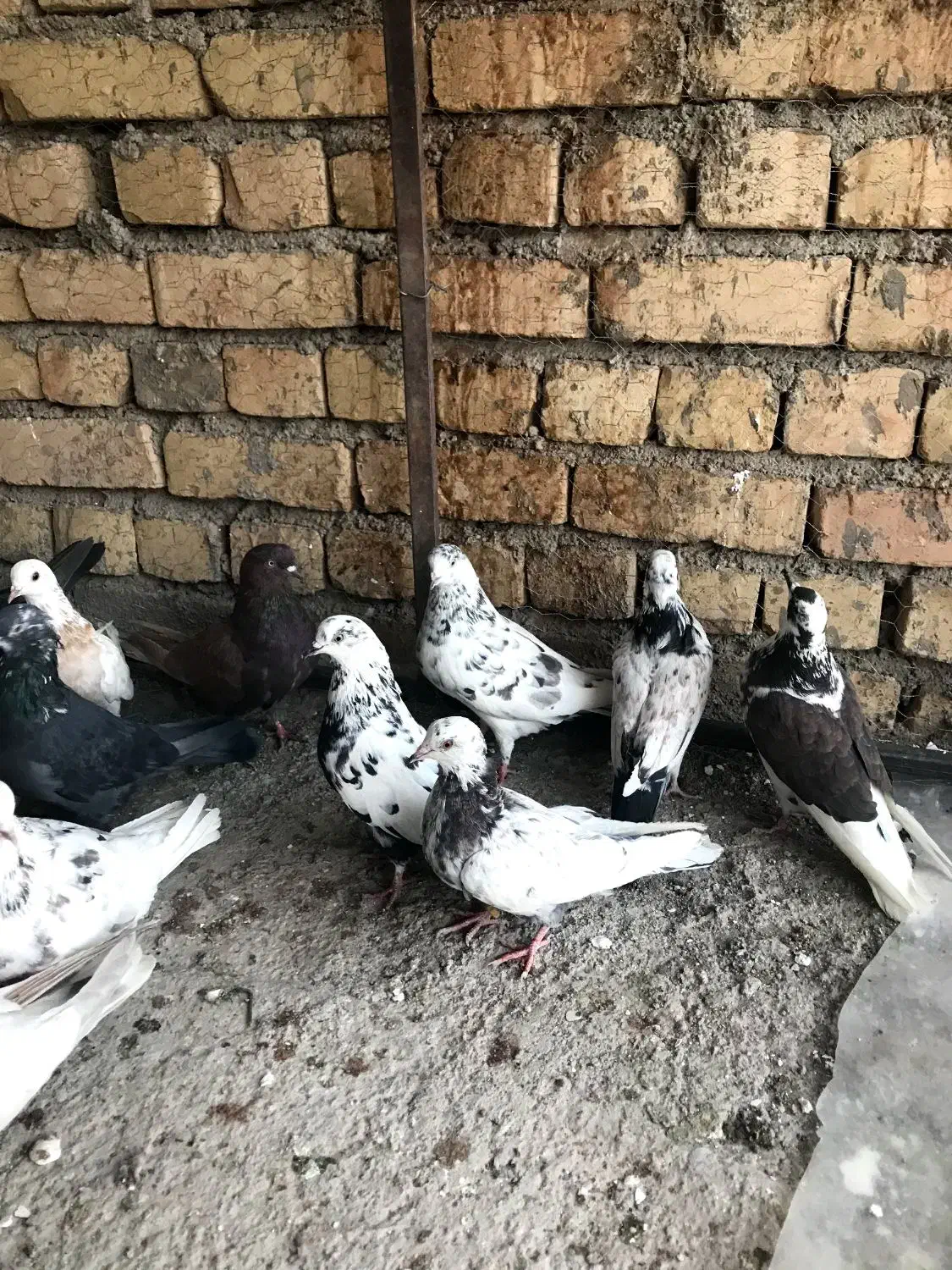 ۱۴کفتر ۱۶۰۰|پرنده|کاشان, پشت شهربانی|دیوار