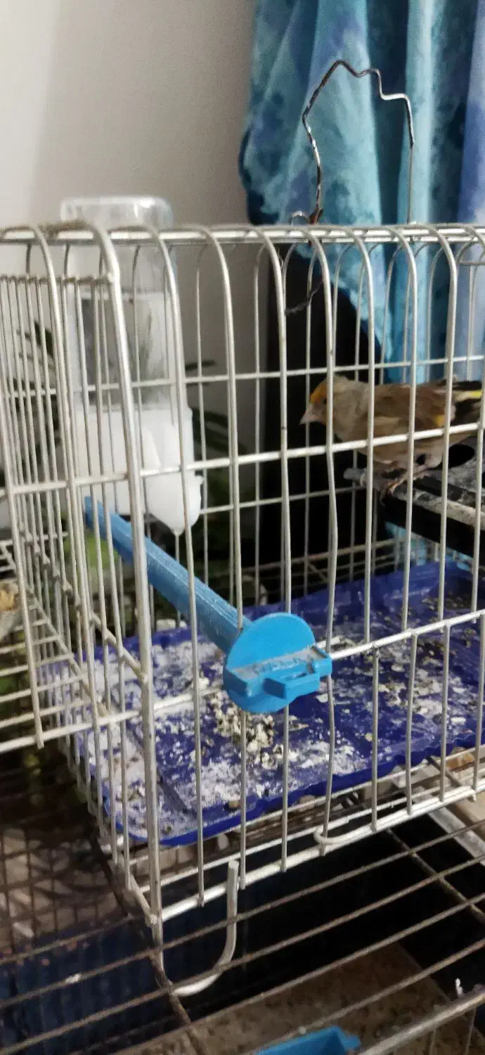 قناری و سهره قناری|پرنده|محمدشهر, سیدآباد|دیوار