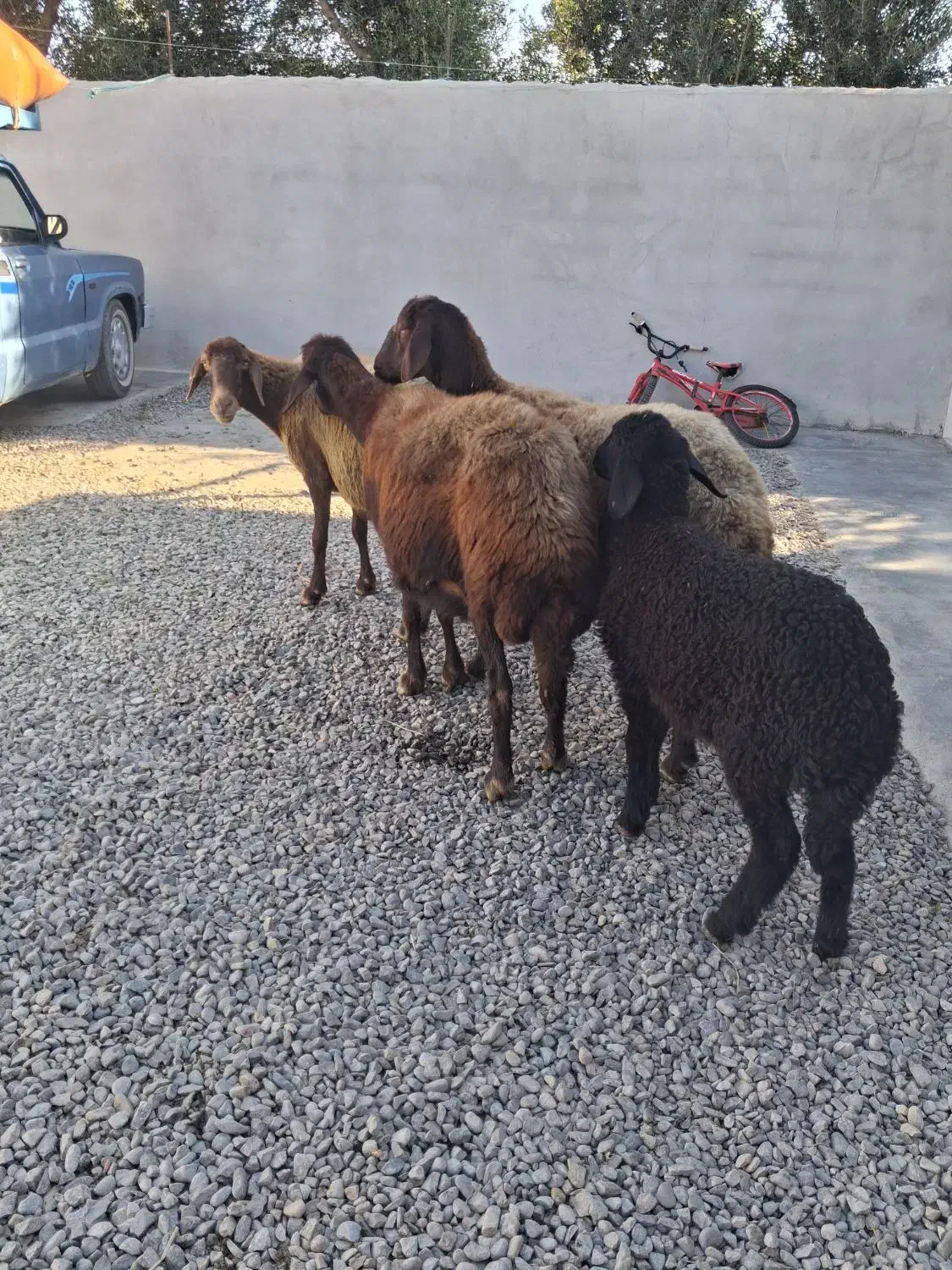 ۳ راس گوسفند درجه یک|حیوانات مزرعه|سیجوال, |دیوار