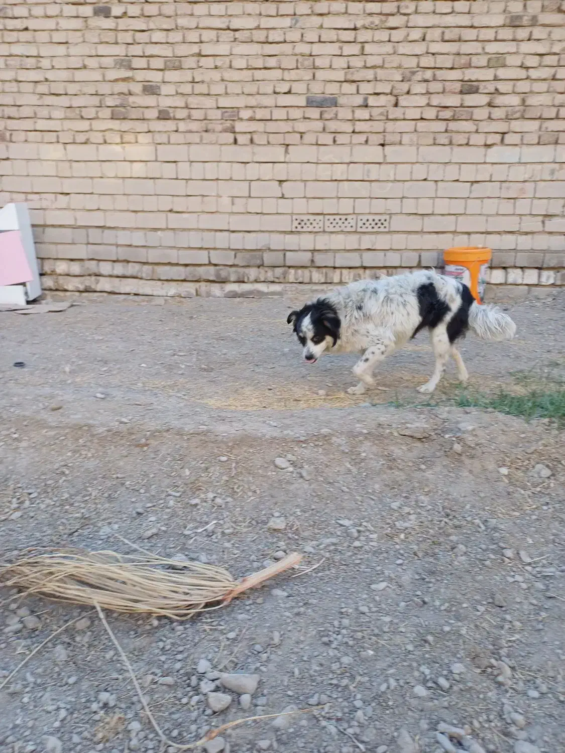 حیوان خانگی|سگ|ایرانشهر, |دیوار