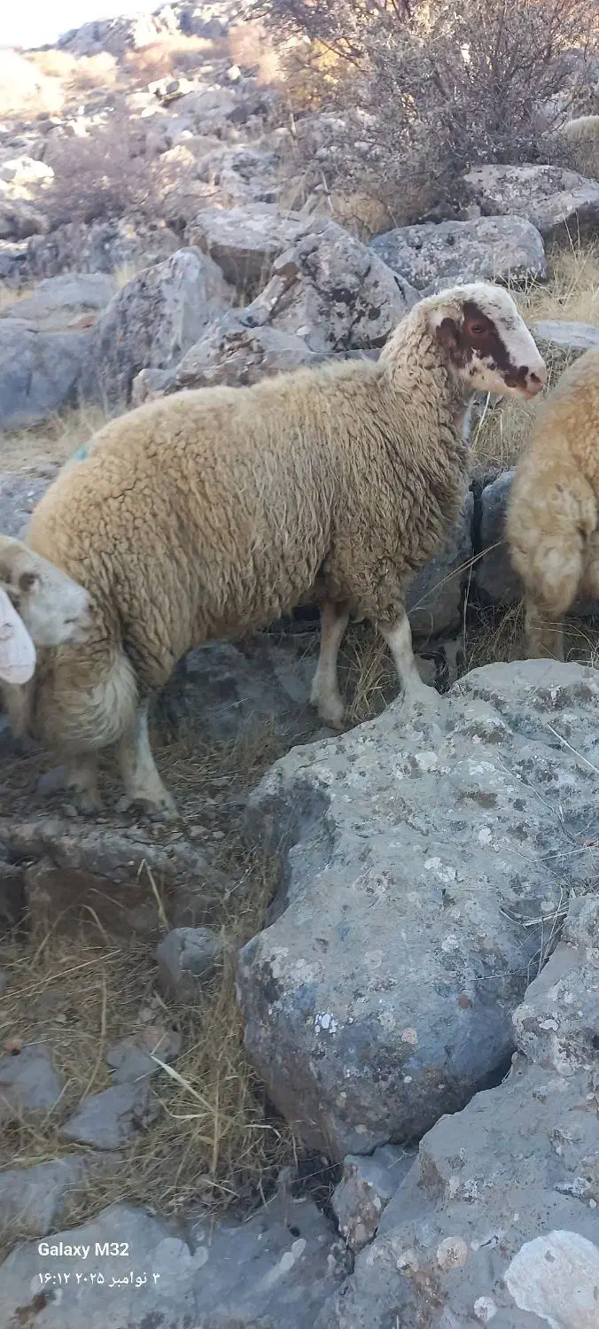 قوچ کاور ورن سنجابی|حیوانات مزرعه|بیلوار, |دیوار