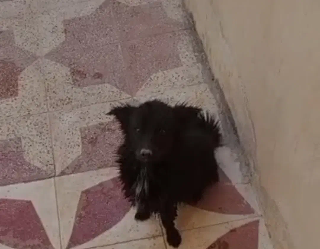 سگ گمشده|حیوانات|جهرم, |دیوار