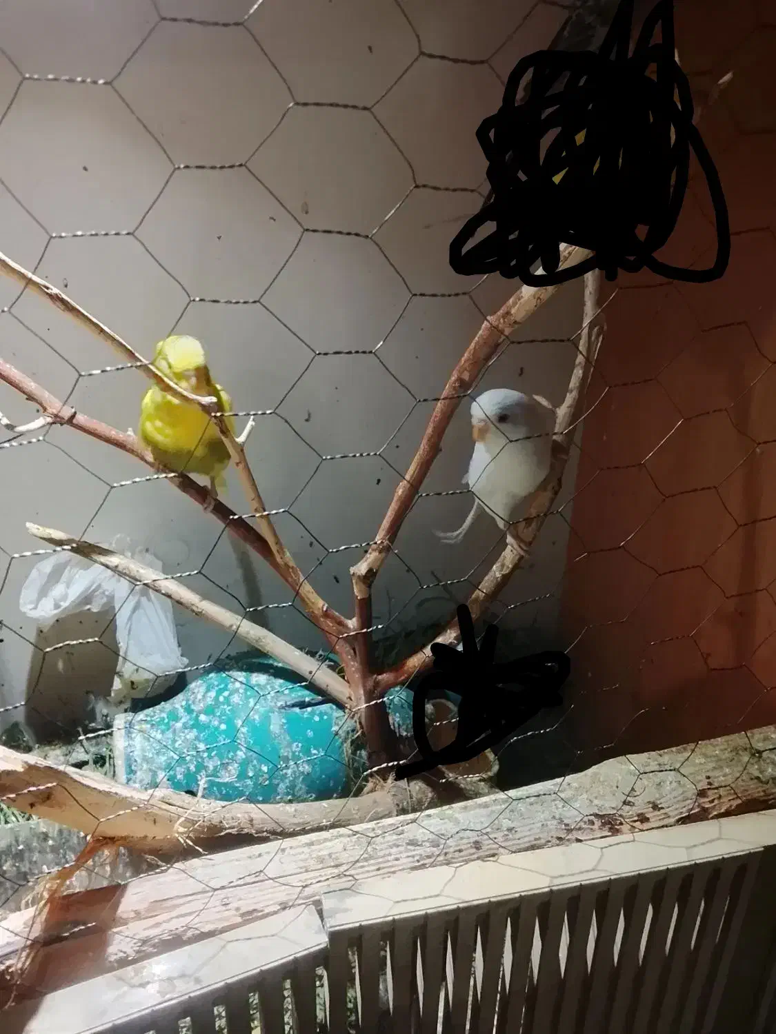 جفت مرغ عشق|پرنده|آبادان, |دیوار