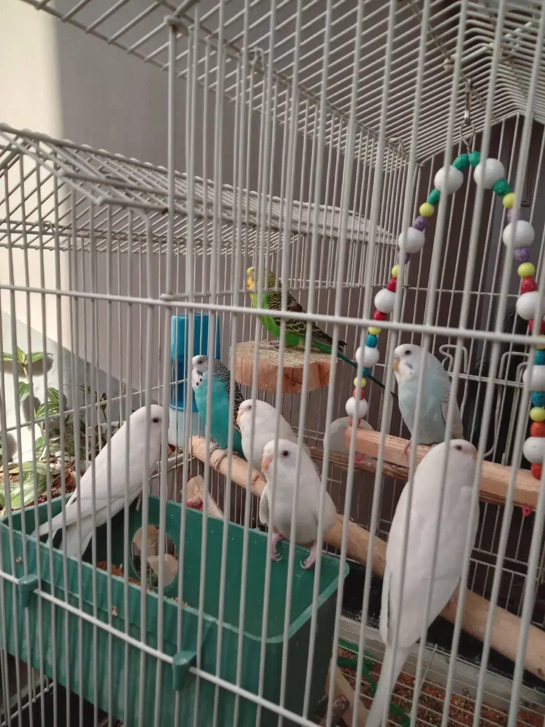 پرنده|پرنده|رباط‌کریم, رباط‌کریم|دیوار