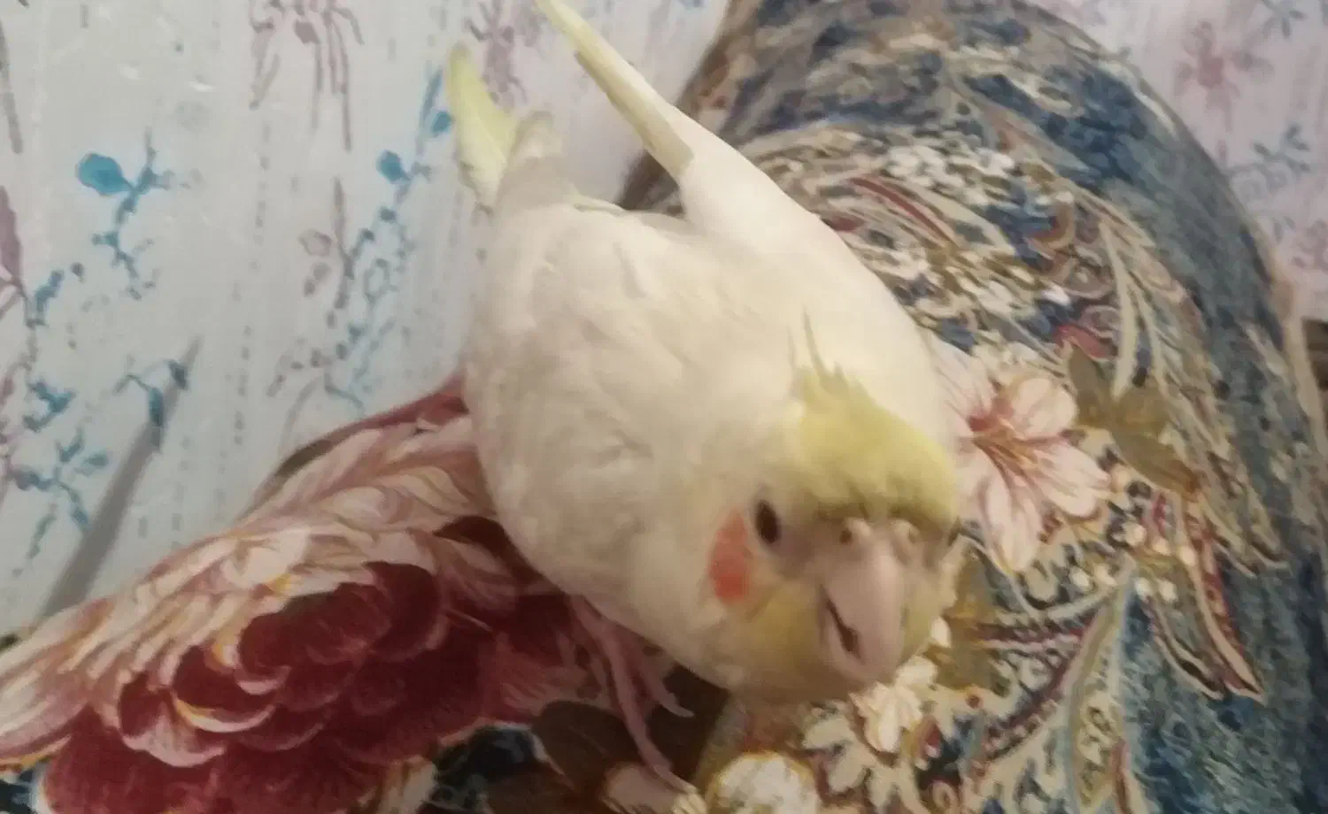 لوتینو اصل چشم شرابی|پرنده|بهشهر, |دیوار