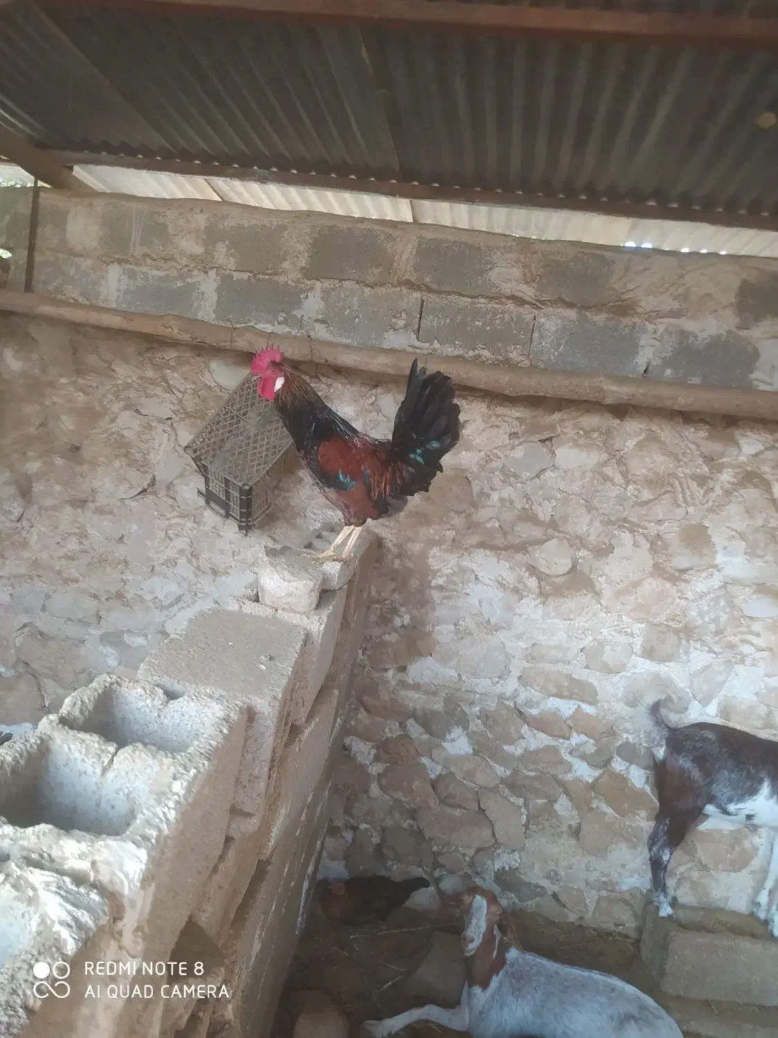 خروس محلی|حیوانات مزرعه|خورموج, |دیوار