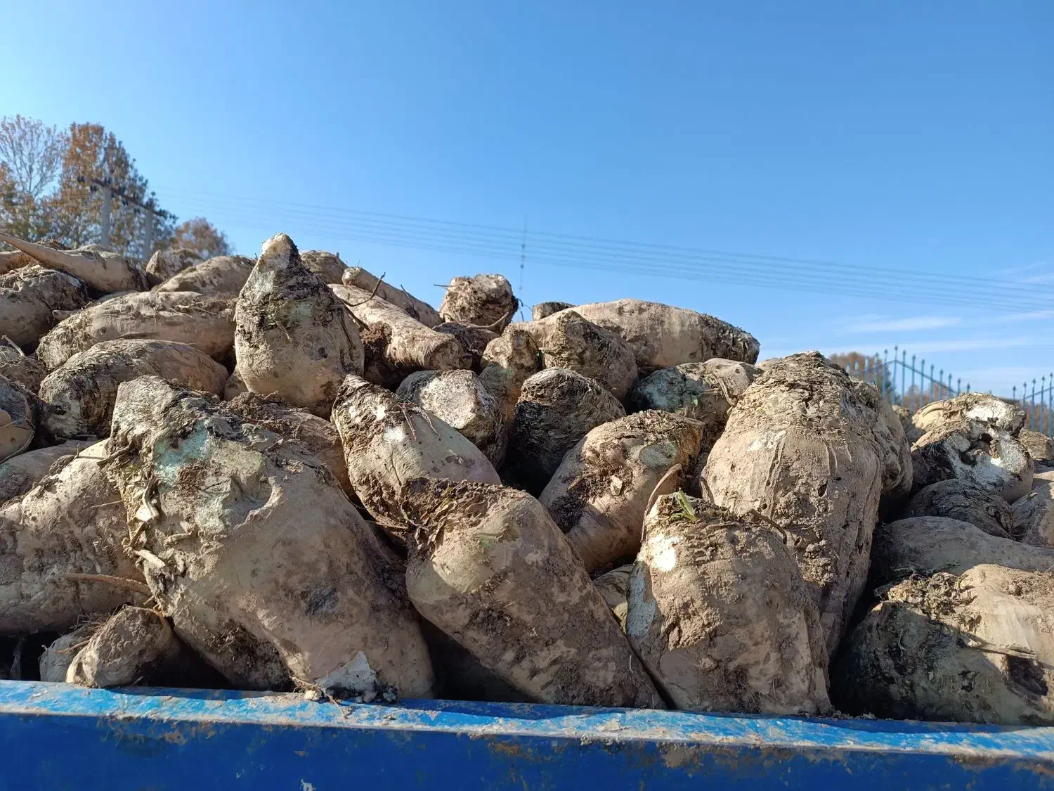 چغندر قند تحویل درب دامداری شما|حیوانات مزرعه|اسفراین, |دیوار