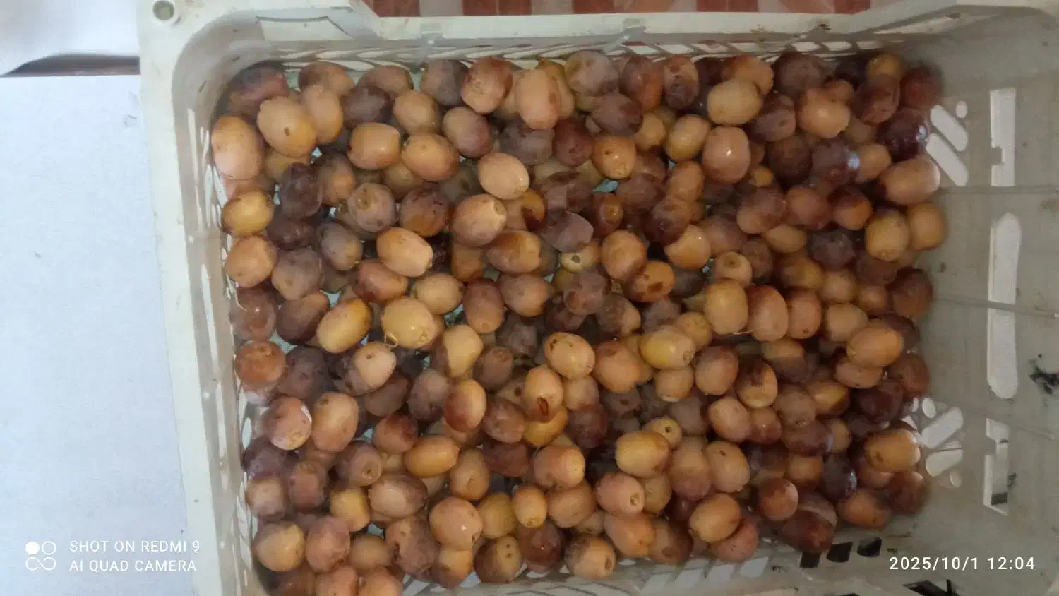 خرما هلیله درجه 1 کیلویی 80هزار تومان|حراج|ایرانشهر, |دیوار