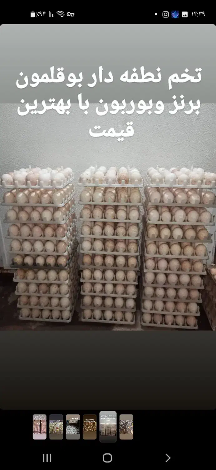 تخم مرغ گلپایگانی|حیوانات مزرعه|شاهینشهر, شهرک میلاد|دیوار