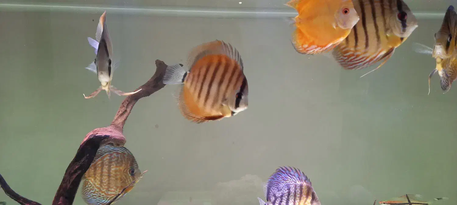 دیسکس|ماهی|مبارکه, |دیوار