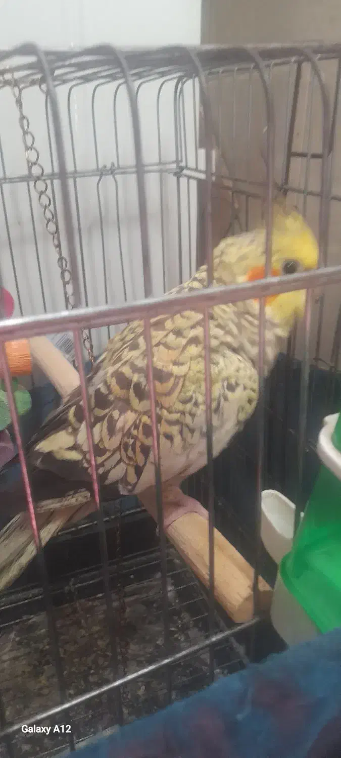 عروس هلندی|پرنده|تهران, آبشار|دیوار