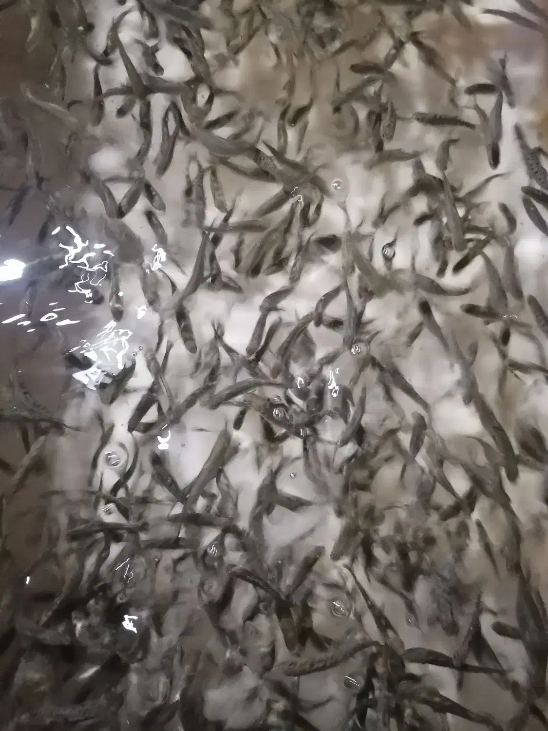 اجاره پرورش ماهی مداربسته کاملا مجهز|اجارهٔ دفتر صنعتی، کشاورزی، تجاری|دماوند, دماوند|دیوار