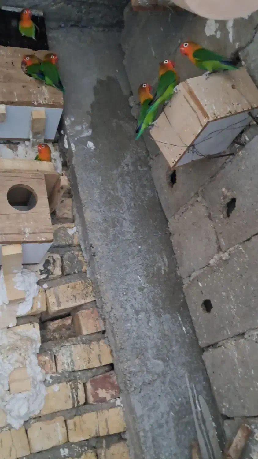 فیشر|پرنده|زرین دشت (فارس), |دیوار