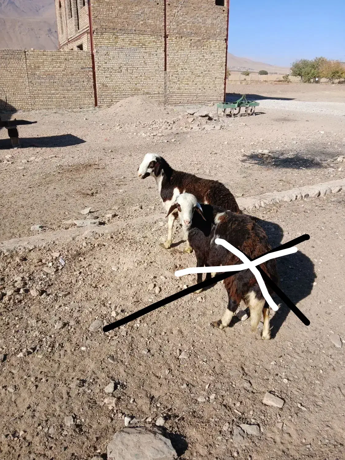 بره قوچ|حیوانات مزرعه|اشترینان, |دیوار