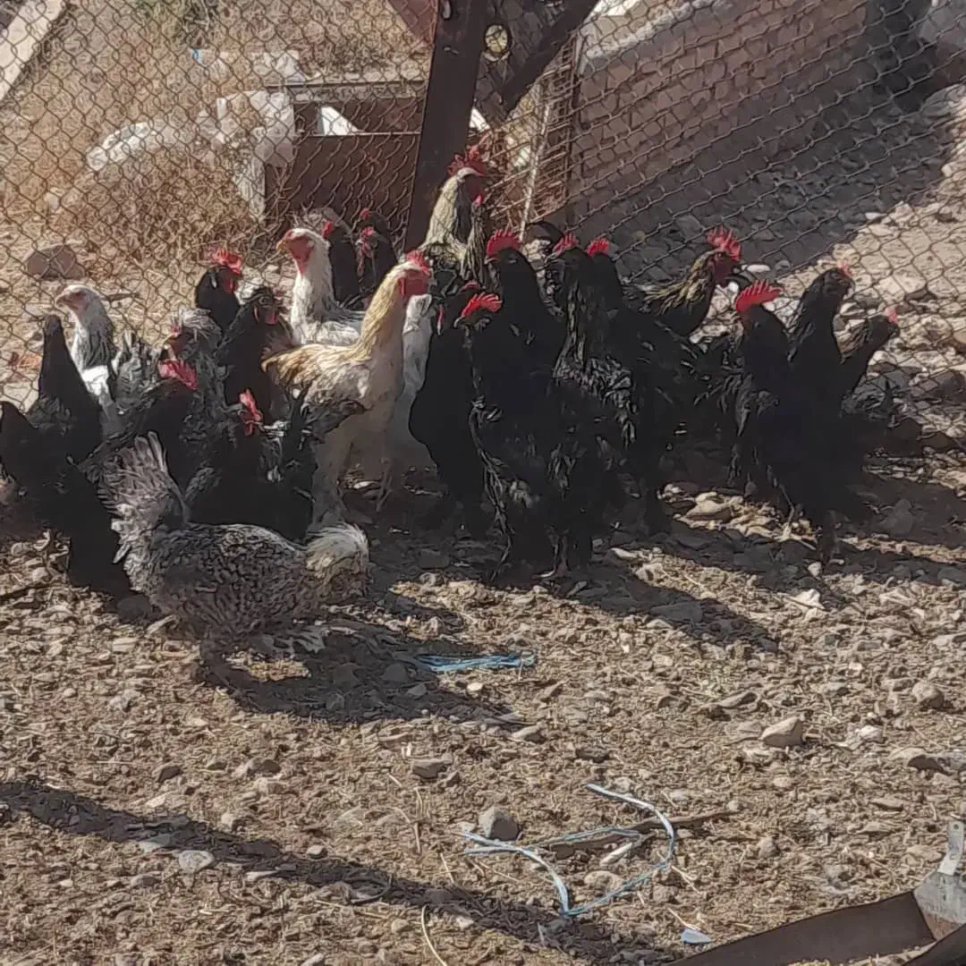 خروس سیاه خالص|حیوانات مزرعه|قم, بنیاد|دیوار