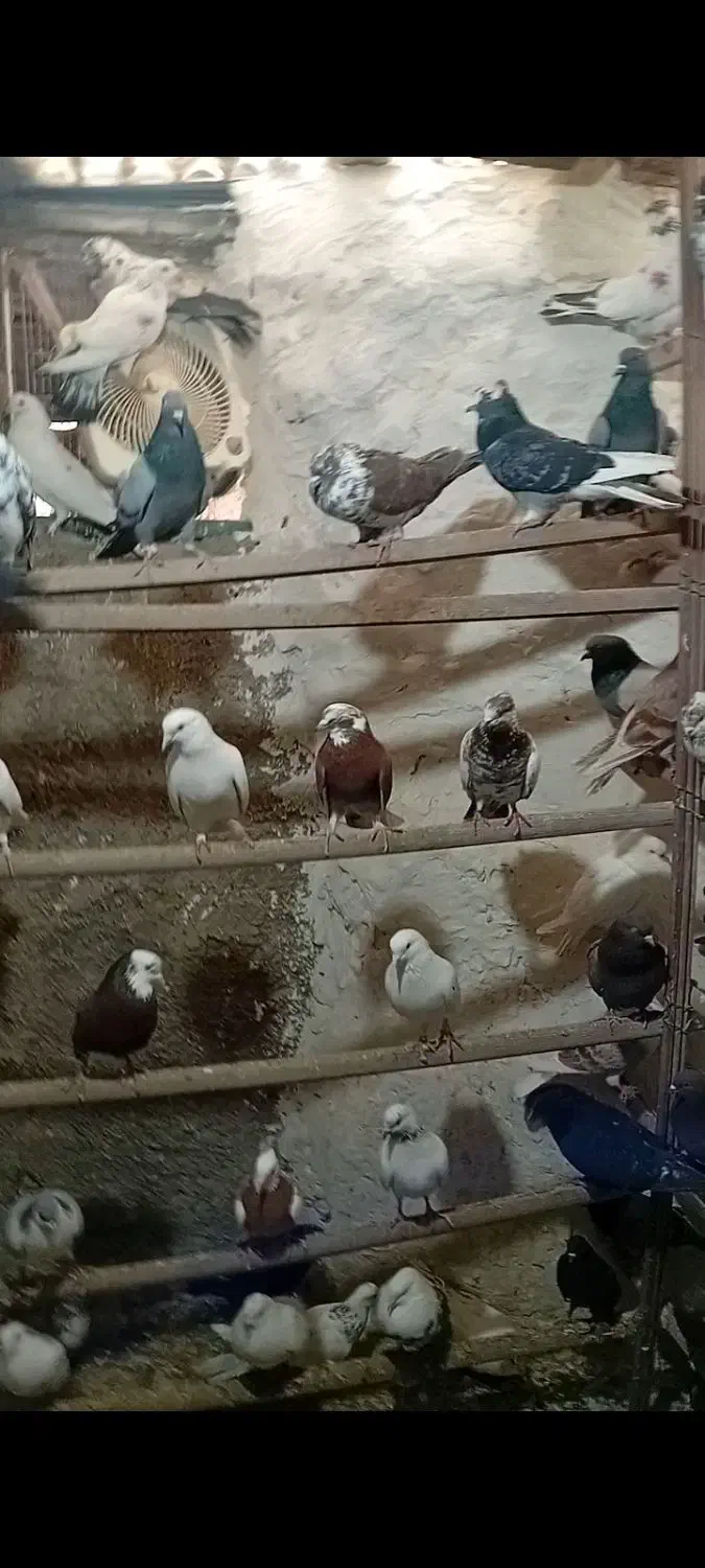 کفتر یجا۶۰|پرنده|محمدشهر, محمدشهر|دیوار