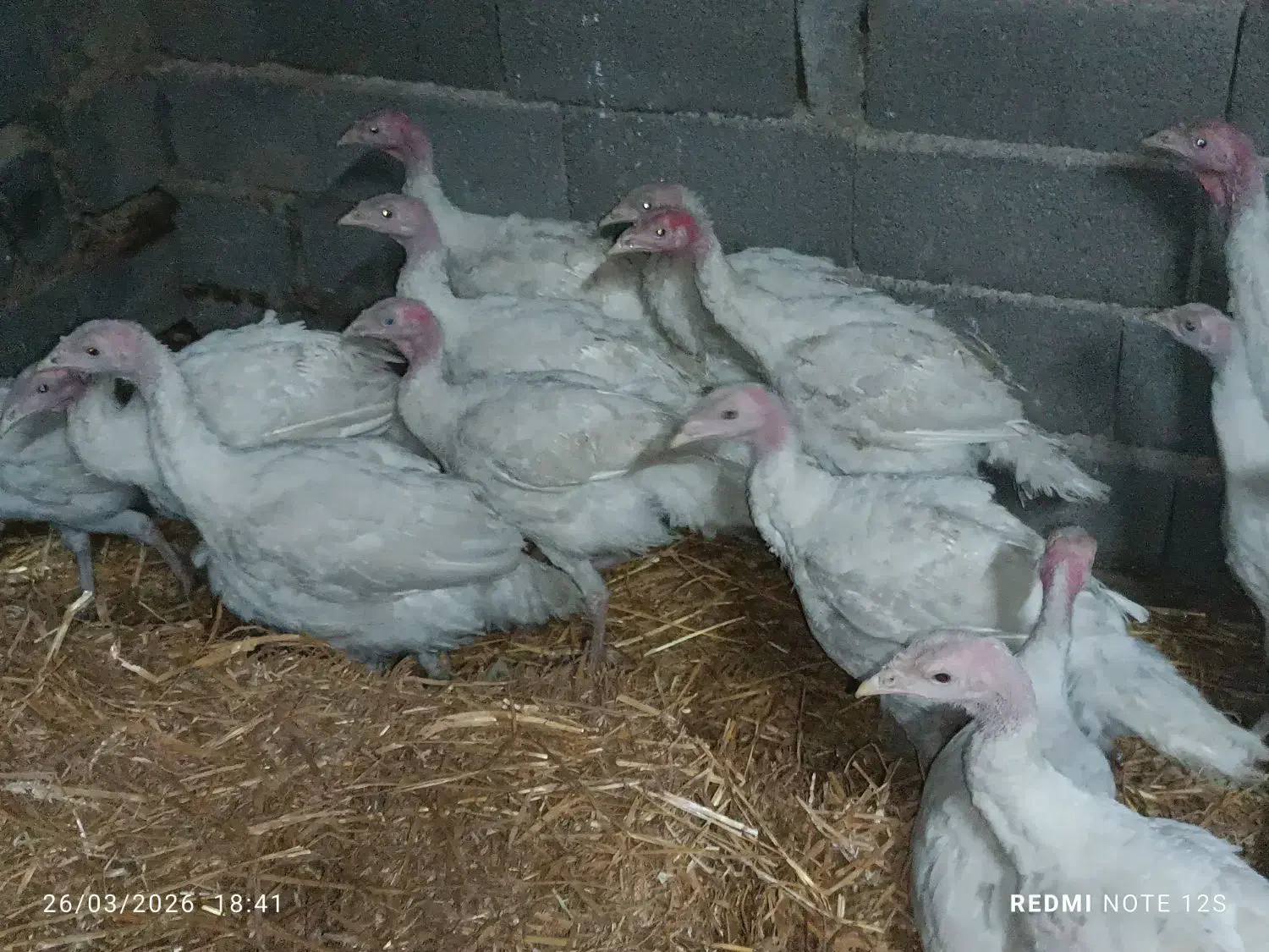 بوقلمون گوشتی|حیوانات مزرعه|بیرجند, |دیوار