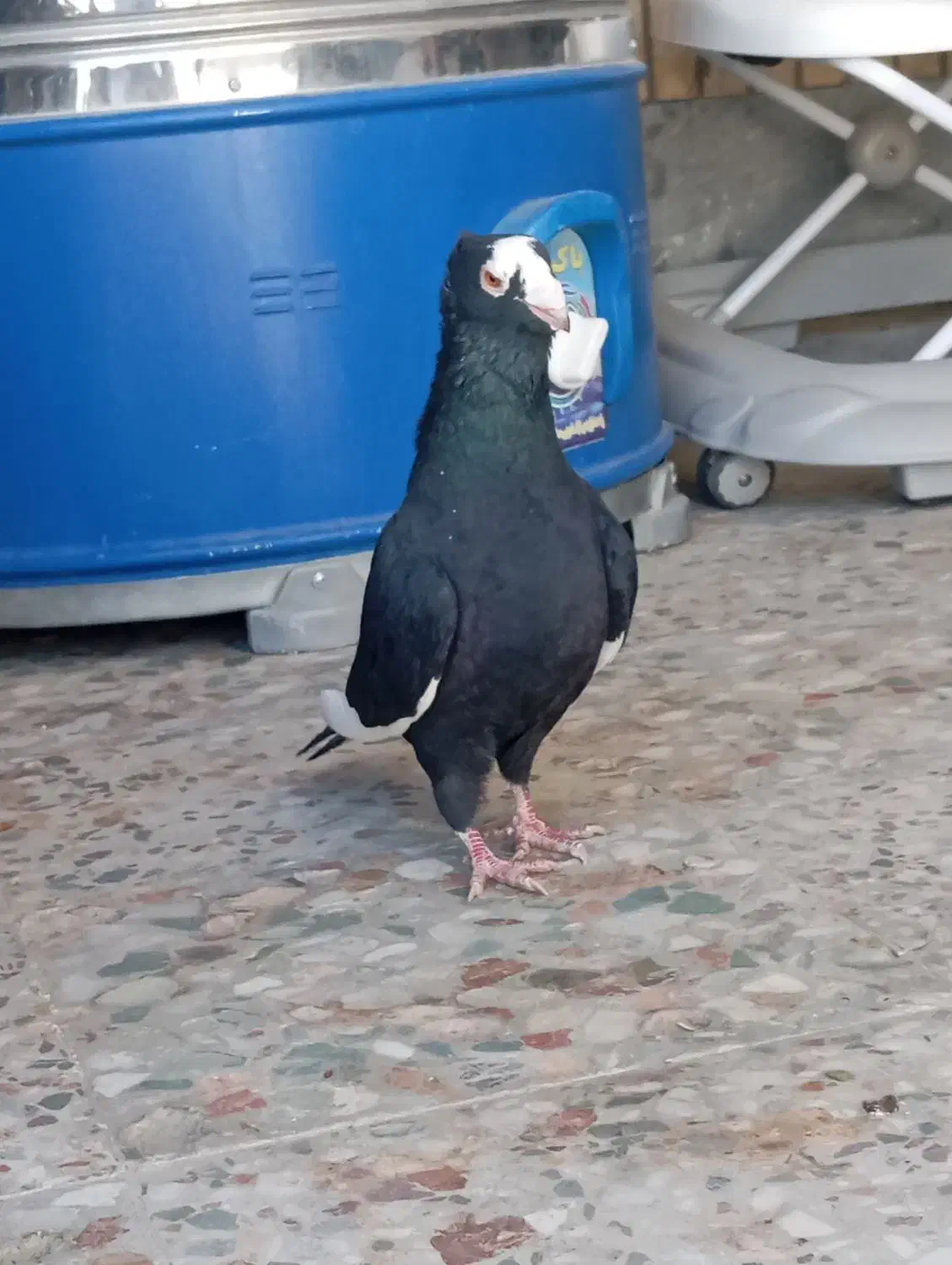 کبوتر|پرنده|مرودشت, تامین اجتماعی|دیوار