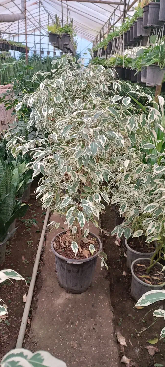 گل و گیاه آپارتمانی|گل و گیاه طبیعی|شیرود, |دیوار