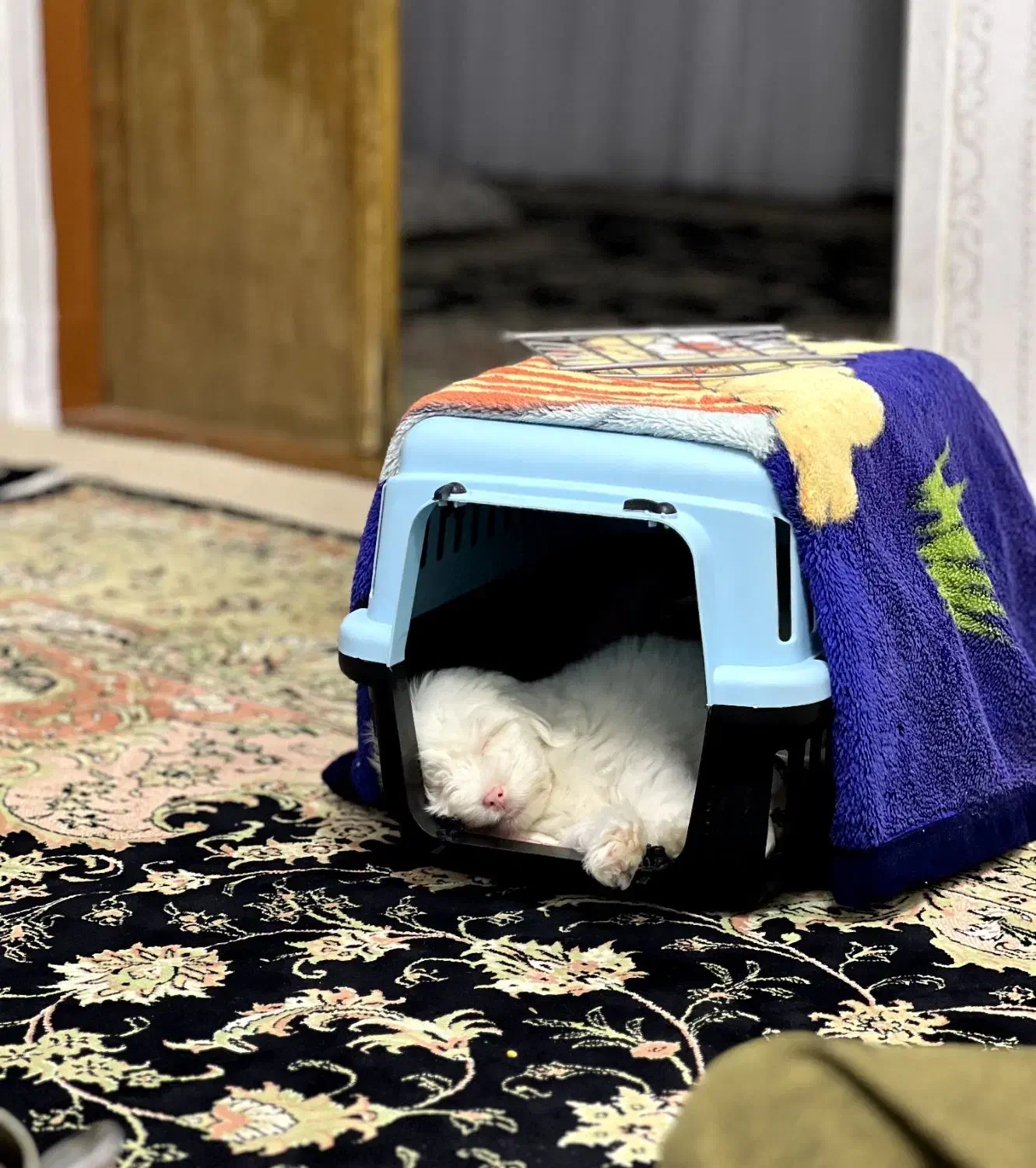 سگ خانگی|سگ|جوانرود, |دیوار